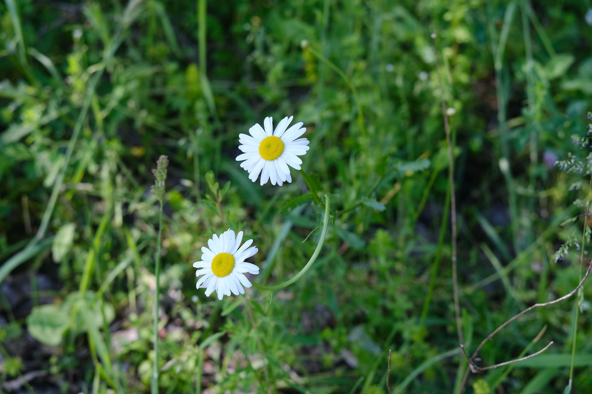 esplosione di colore