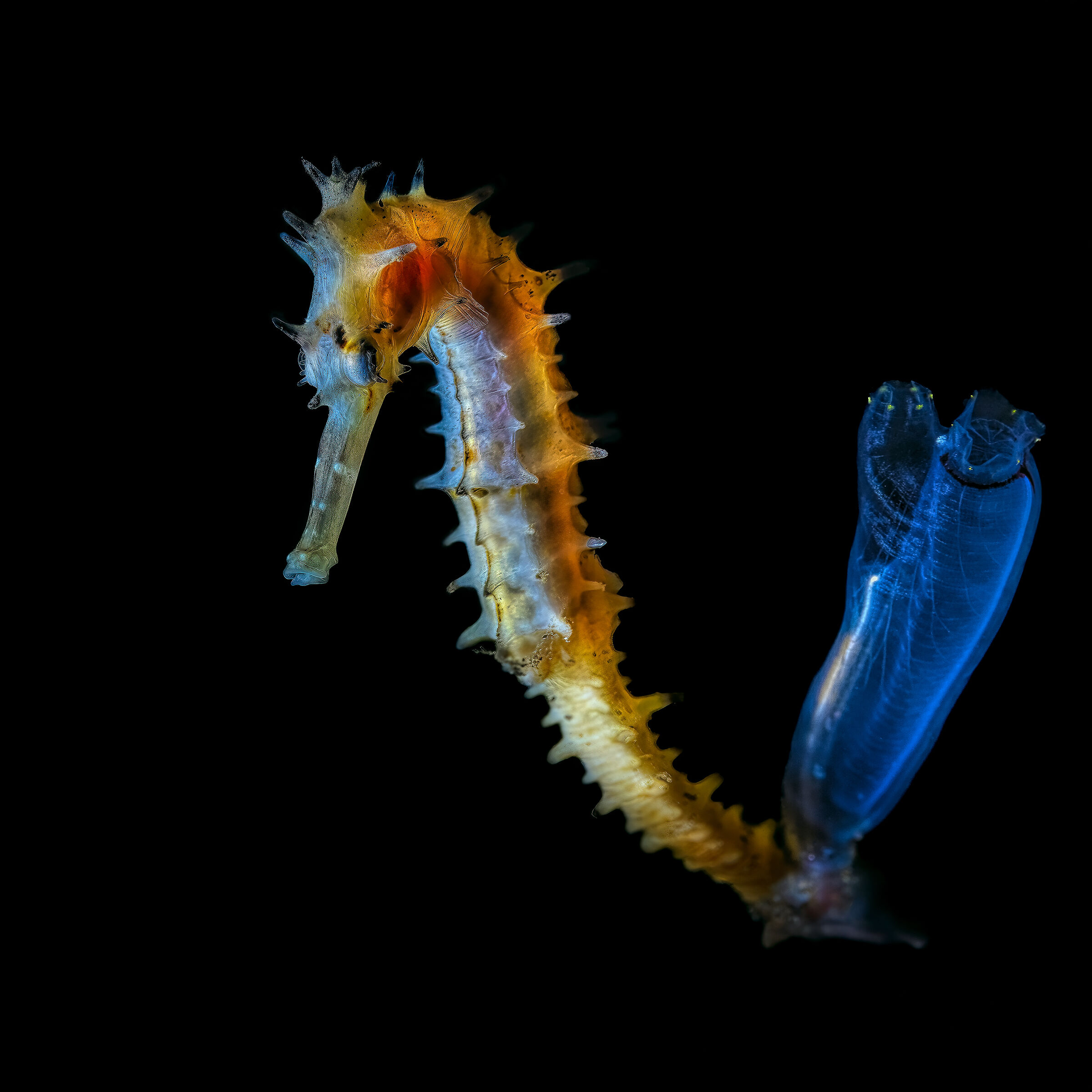 portrait of porcupine seahorse Hyppocampus Hystrix