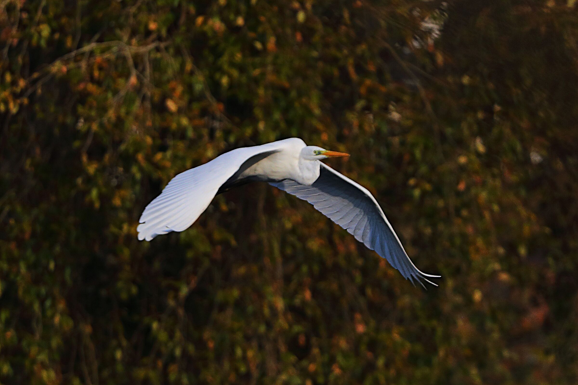 Airone BM 09 novembre 2024 - 0199