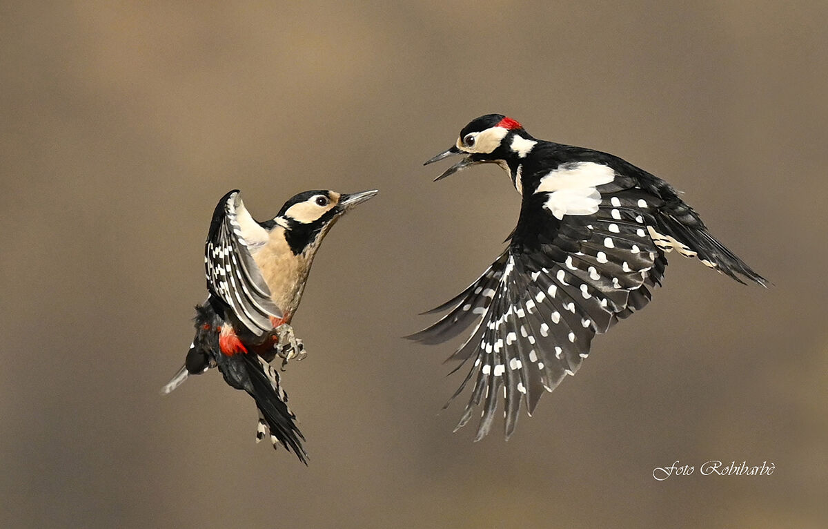 He and she fight...