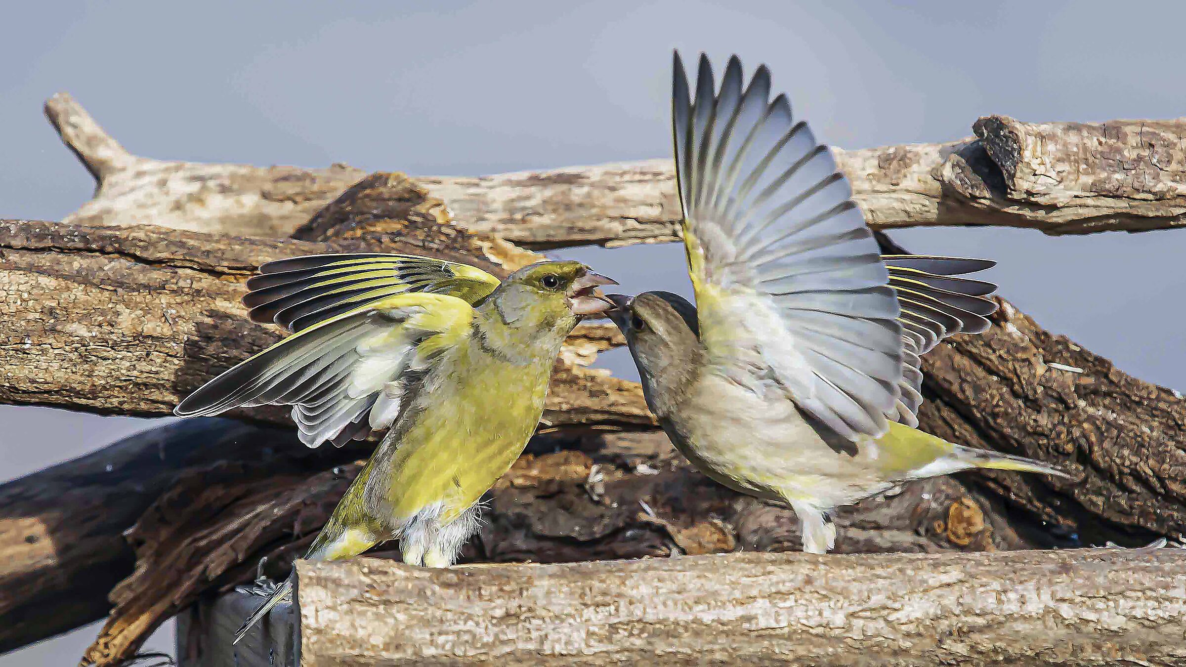Diverbio fra Verdoni !!