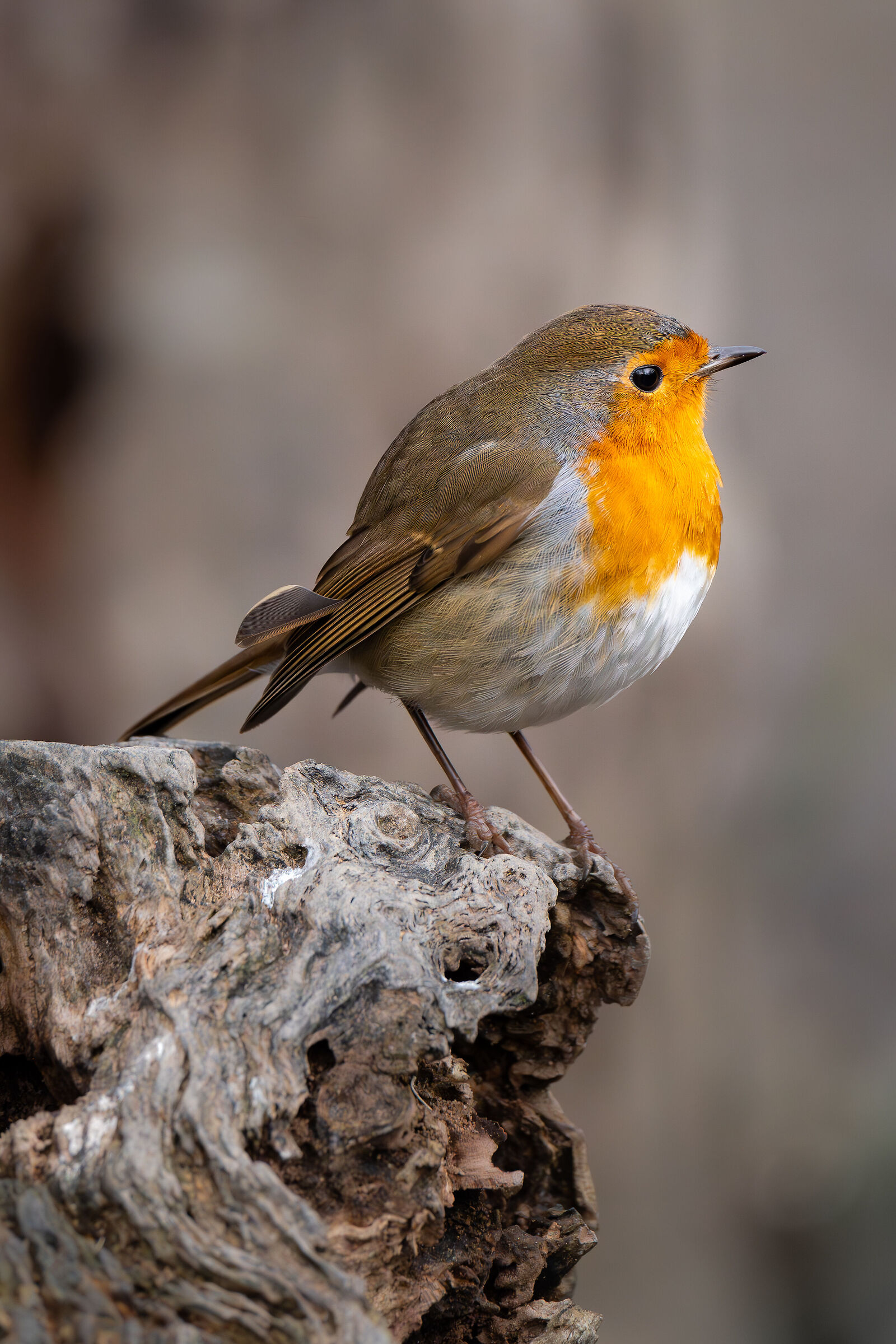 Il pettirosso, l'uccellino simbolo dell'inverno
