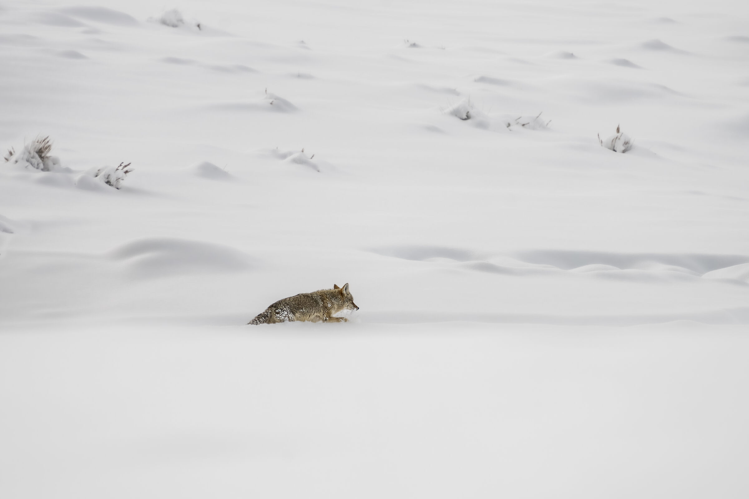 L'esploratore solitario