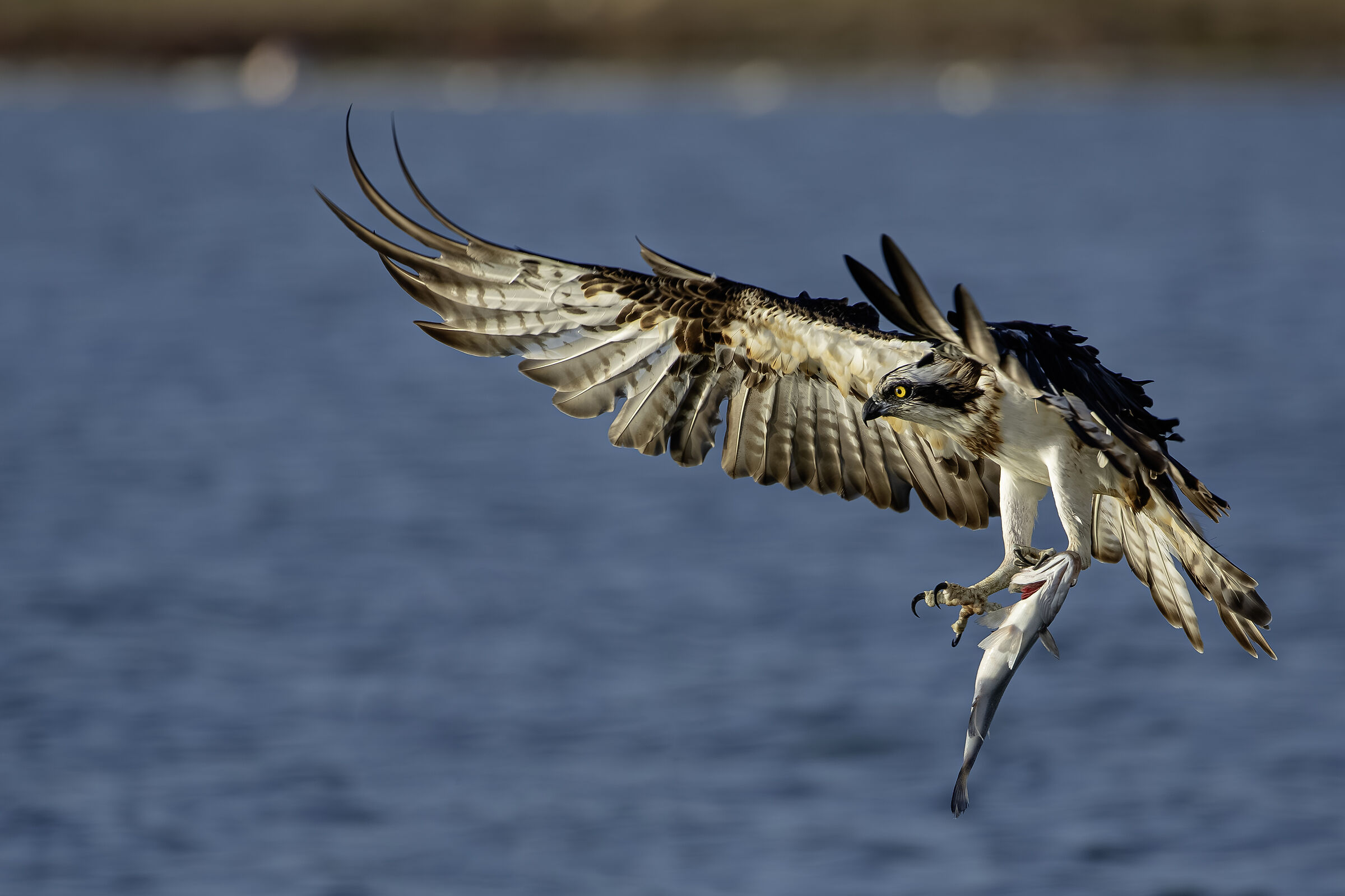 Osprey with prey