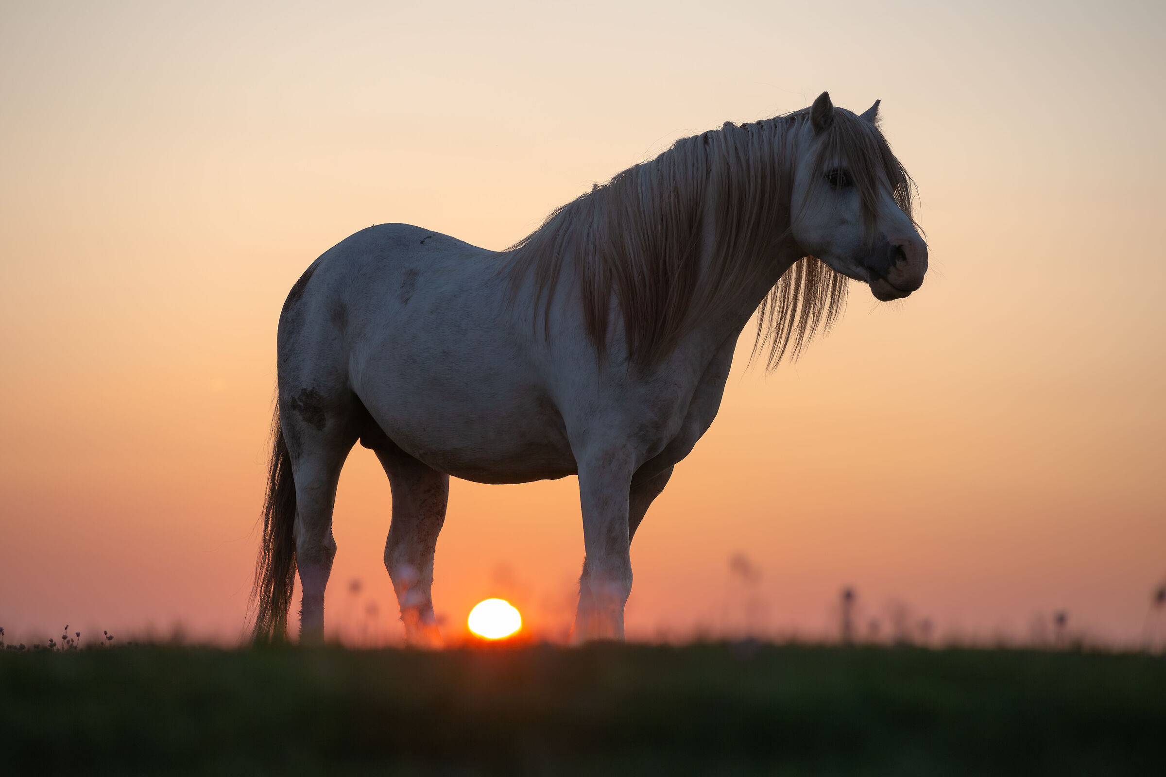 Wild Pony