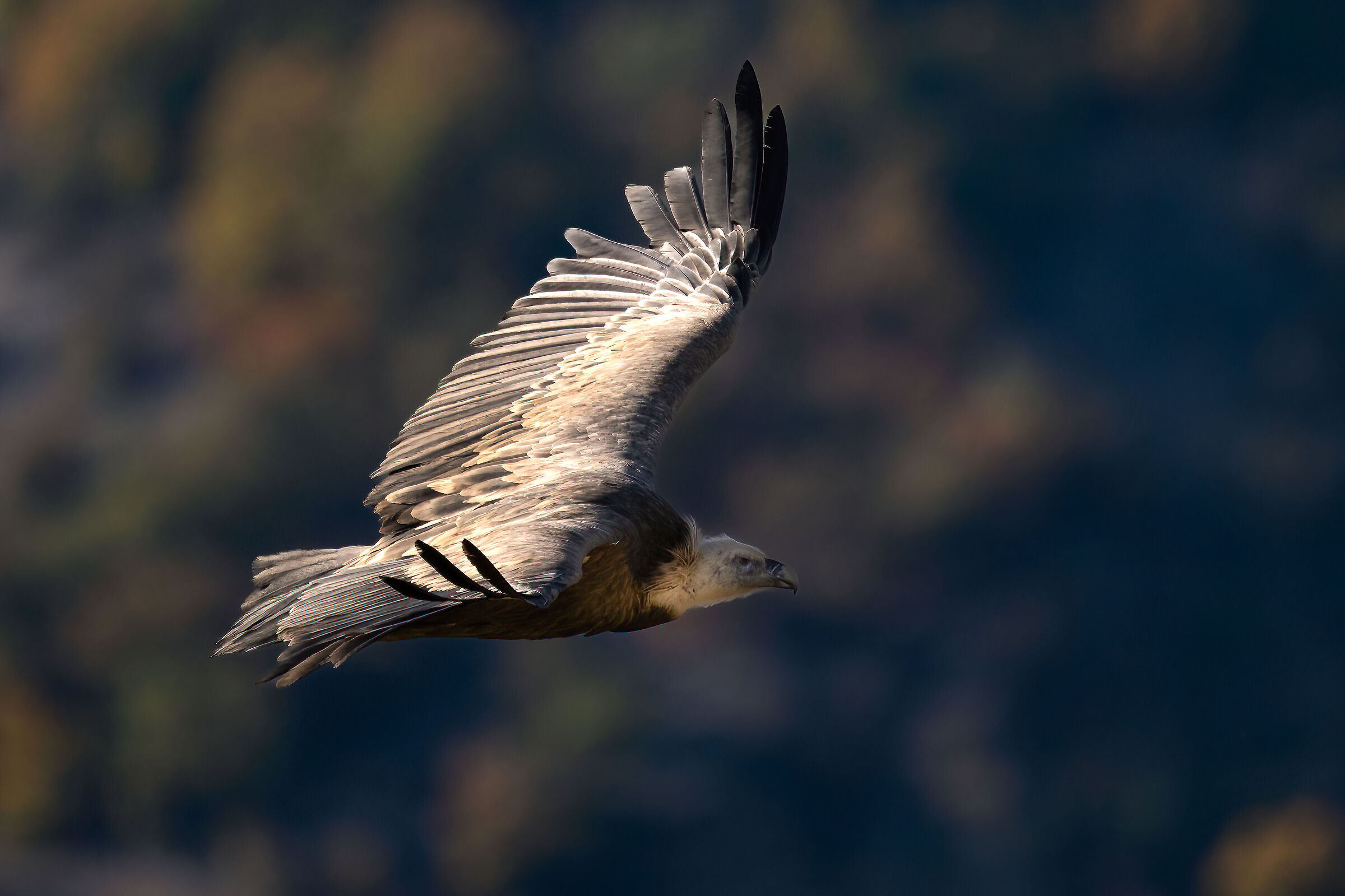 Griffin - Barronies Provencal