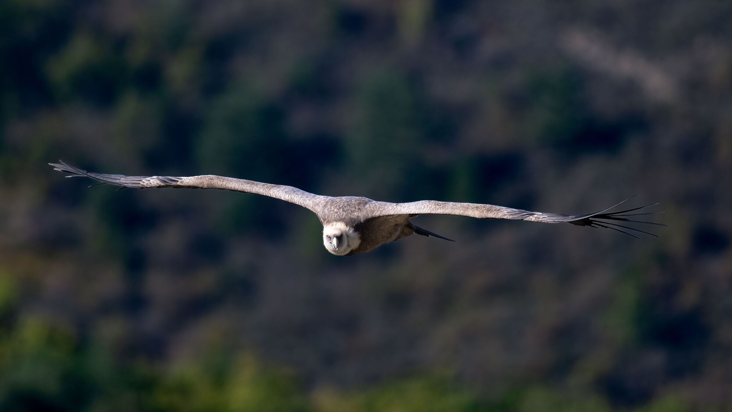 Griffin - Barronies Provencal