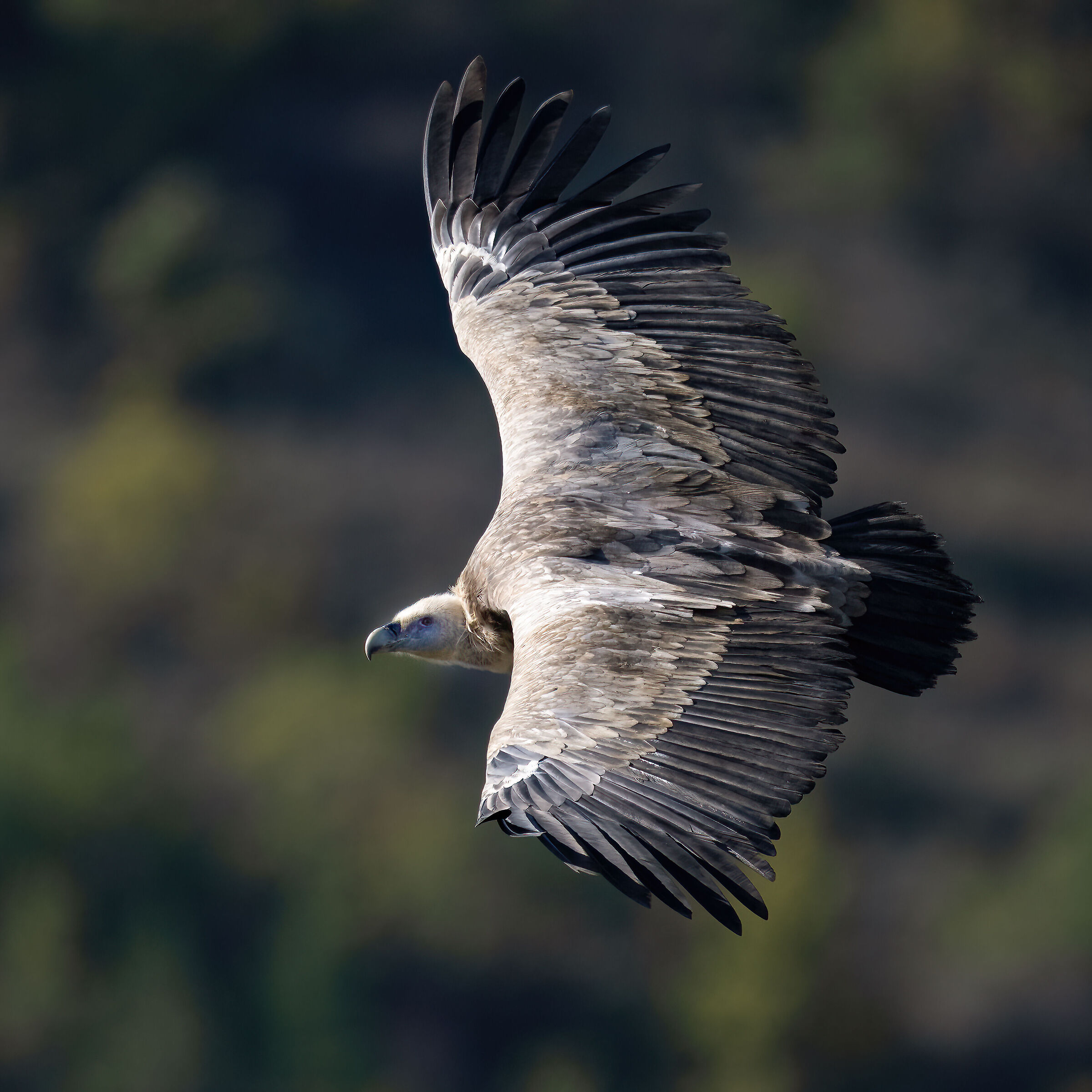 Griffin - Barronies Provencal