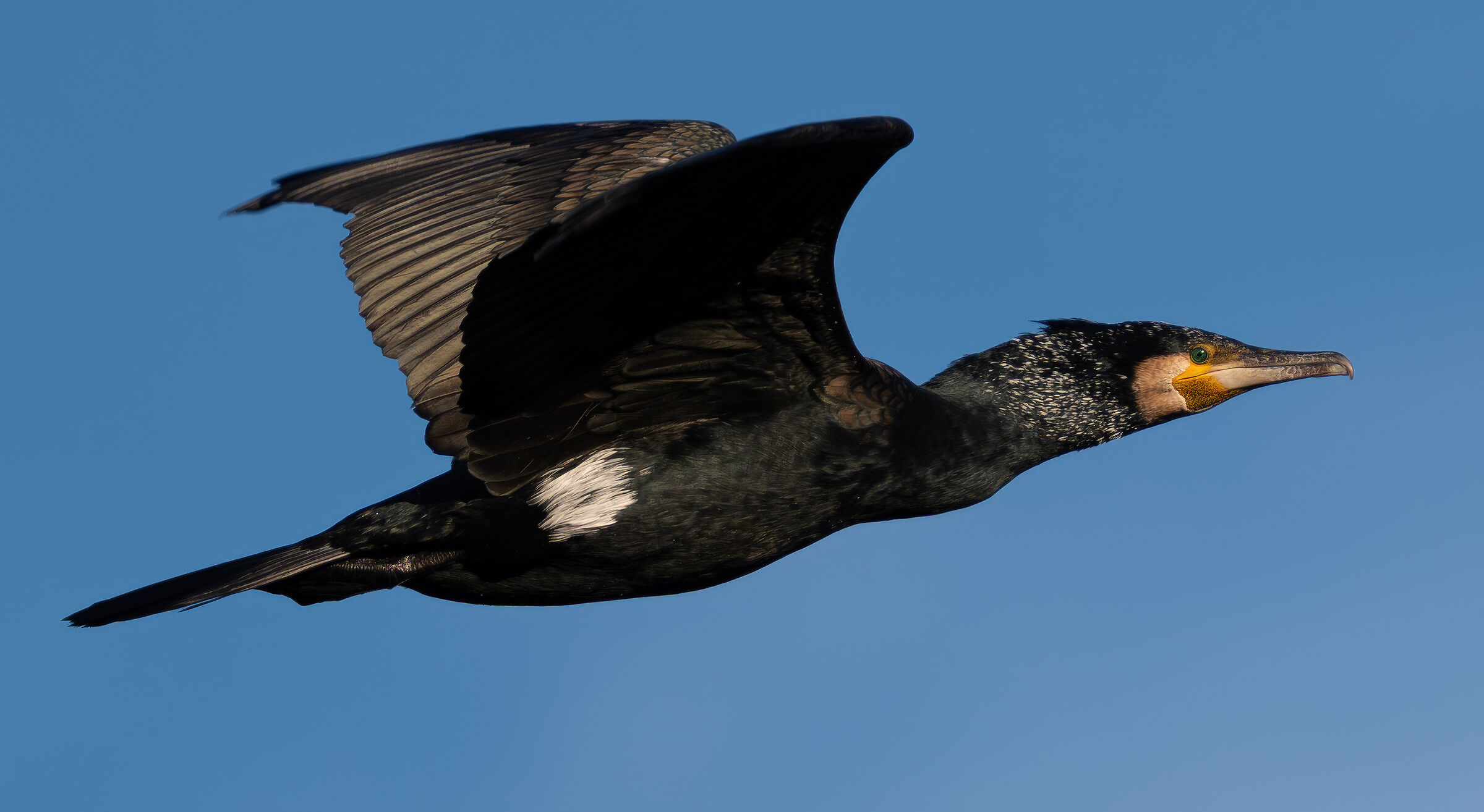 Cormorant in flight