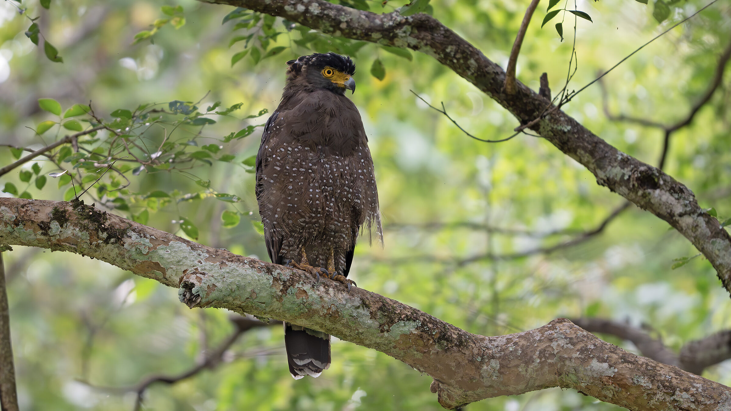Crested serpent eagle (Spilornis cheela)