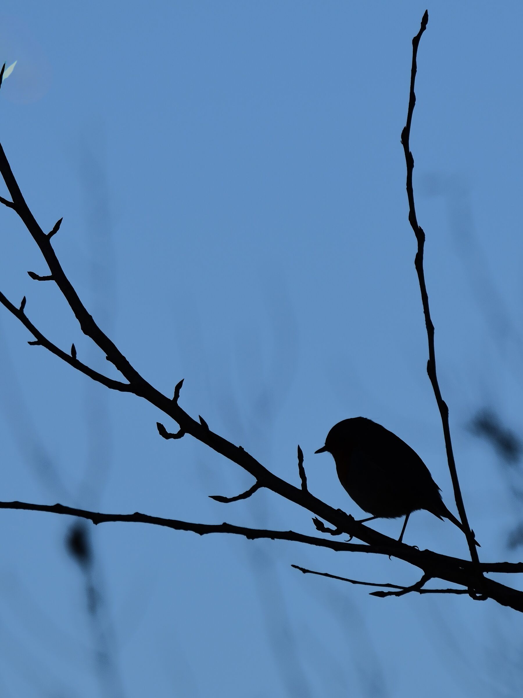 Silhouette di un pettirosso
