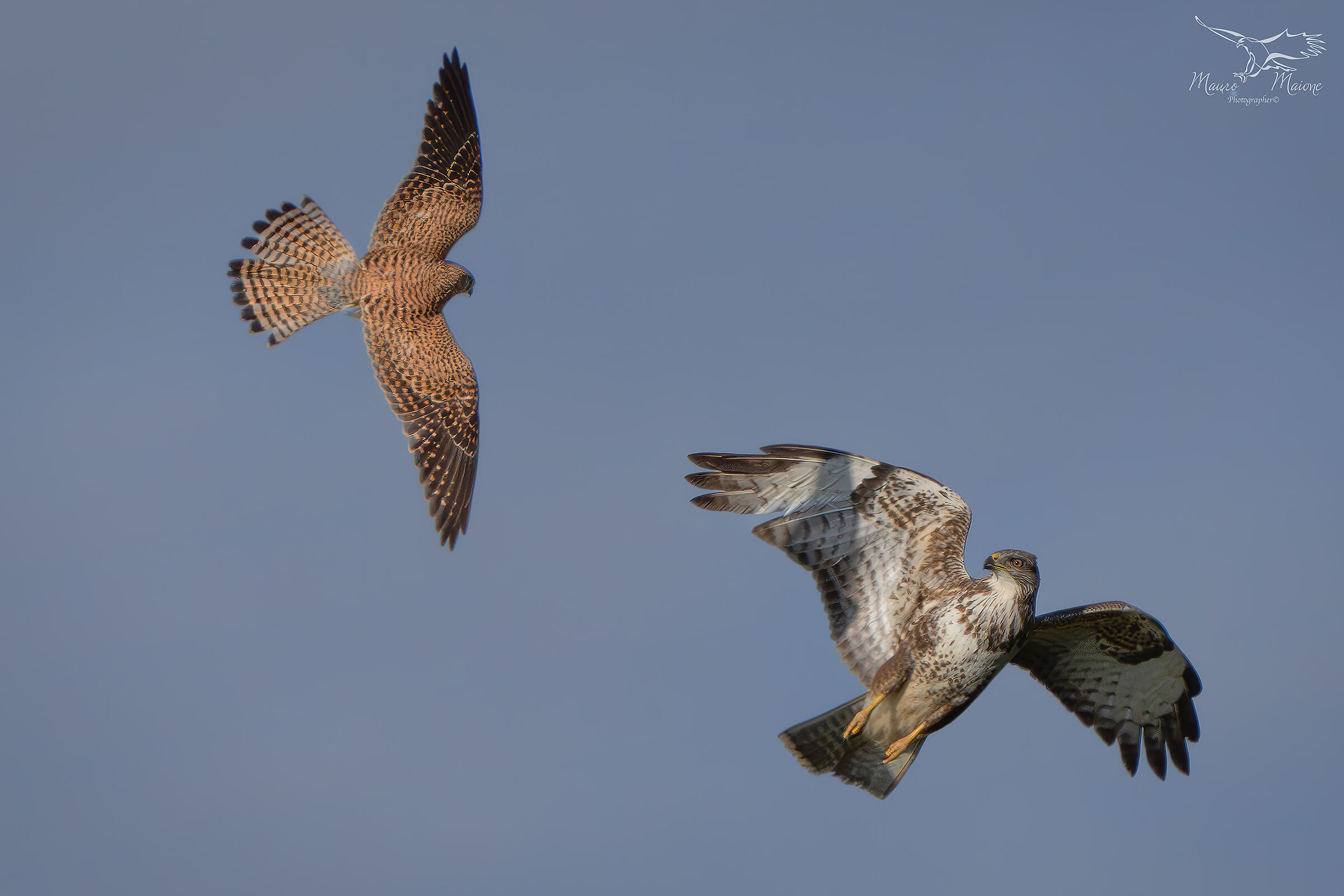l'ombra del piccolo aggressore