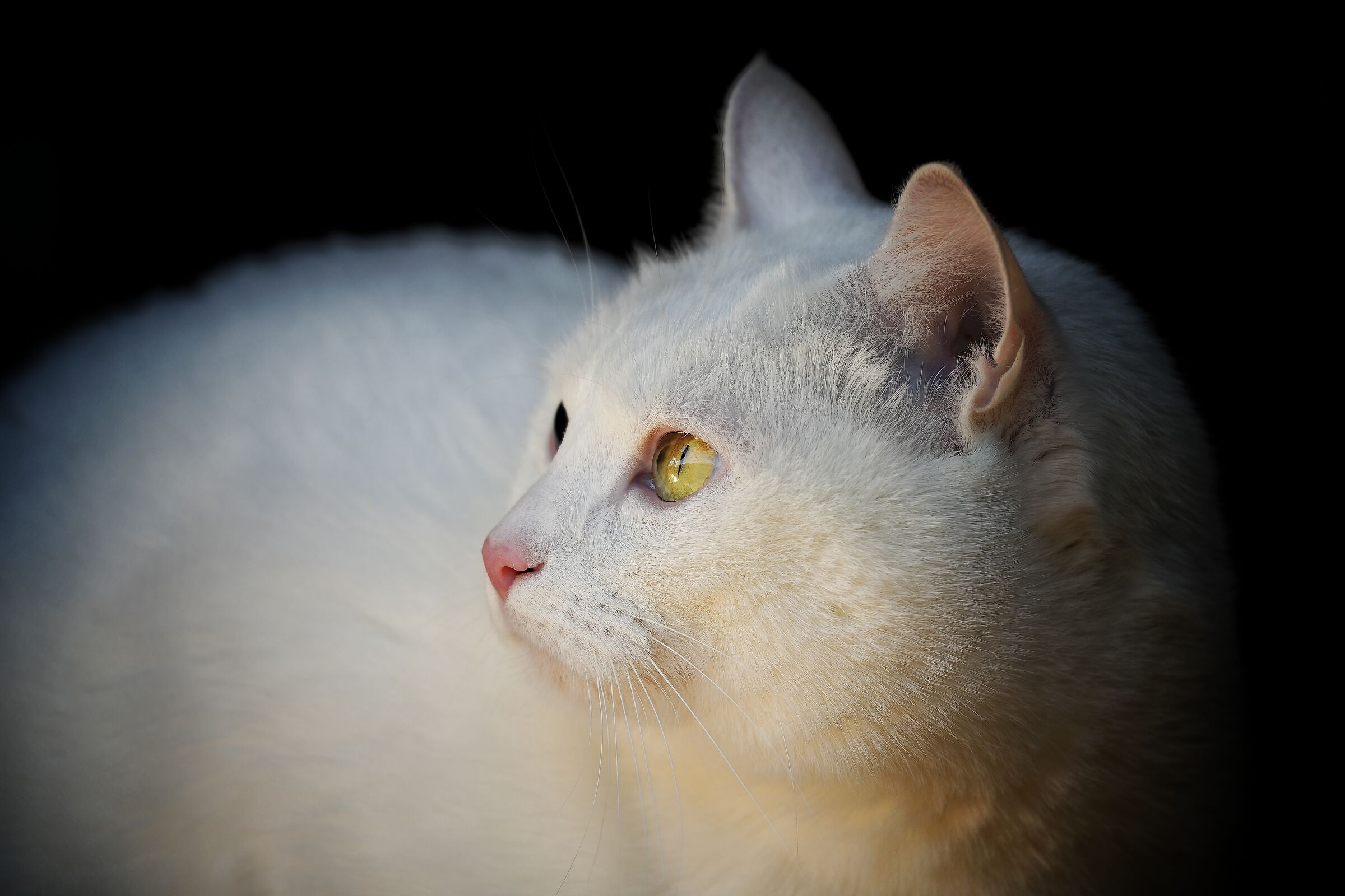 Ambient light.