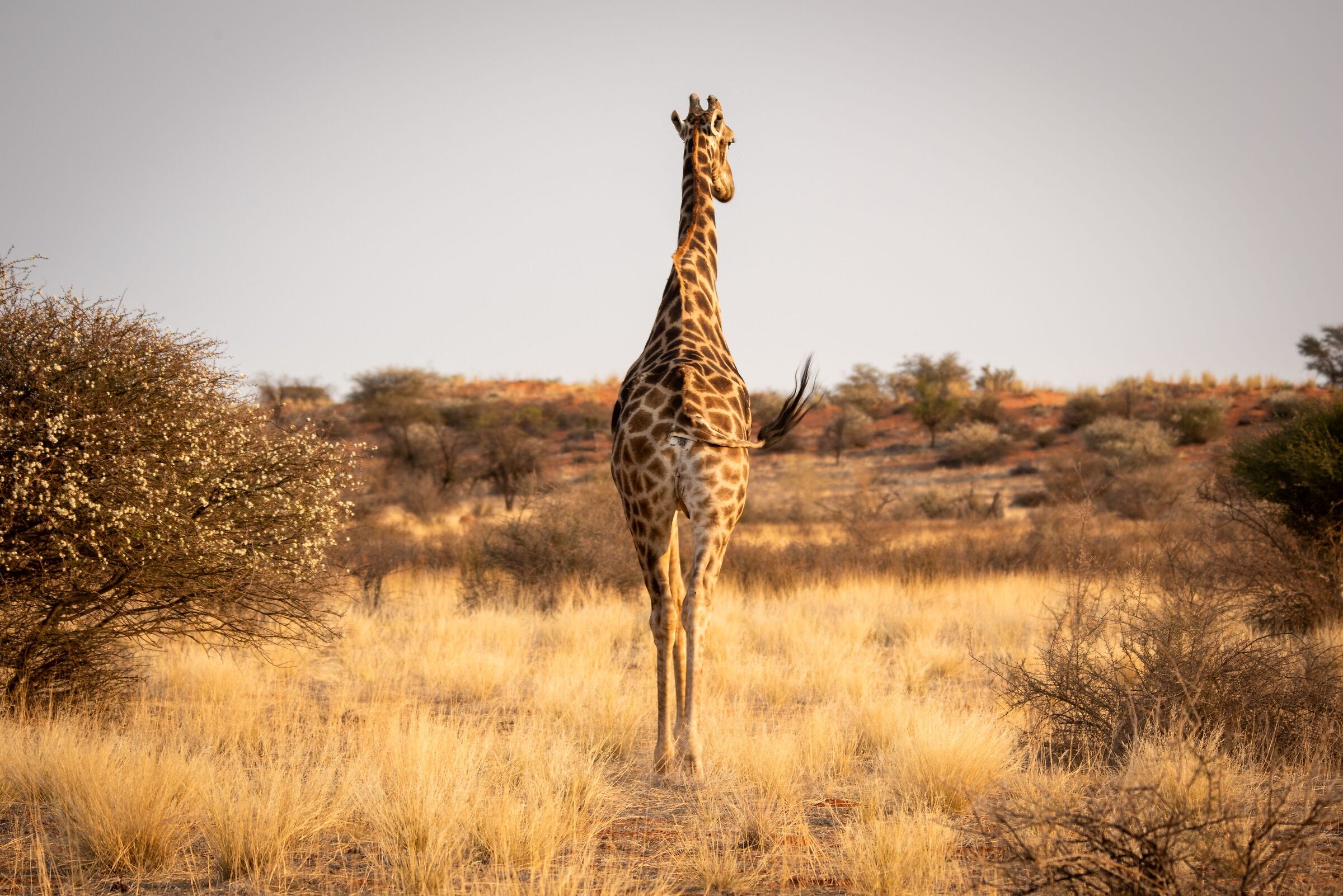 Giraffa