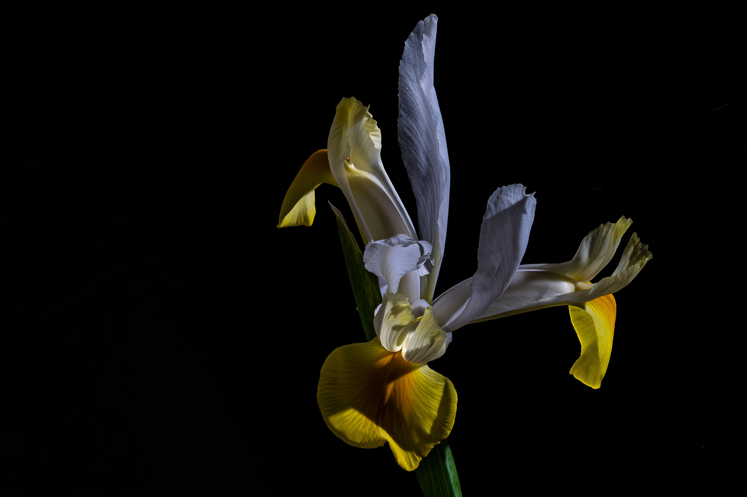 Iris