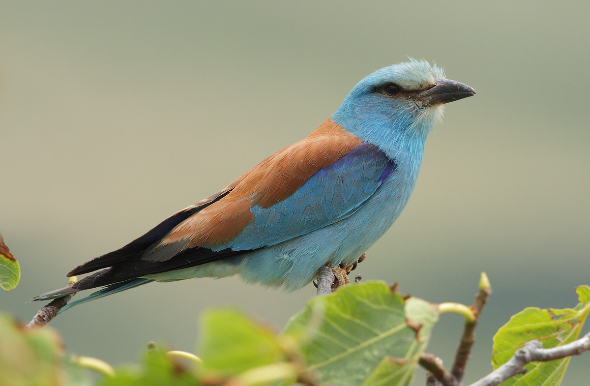 European Roller