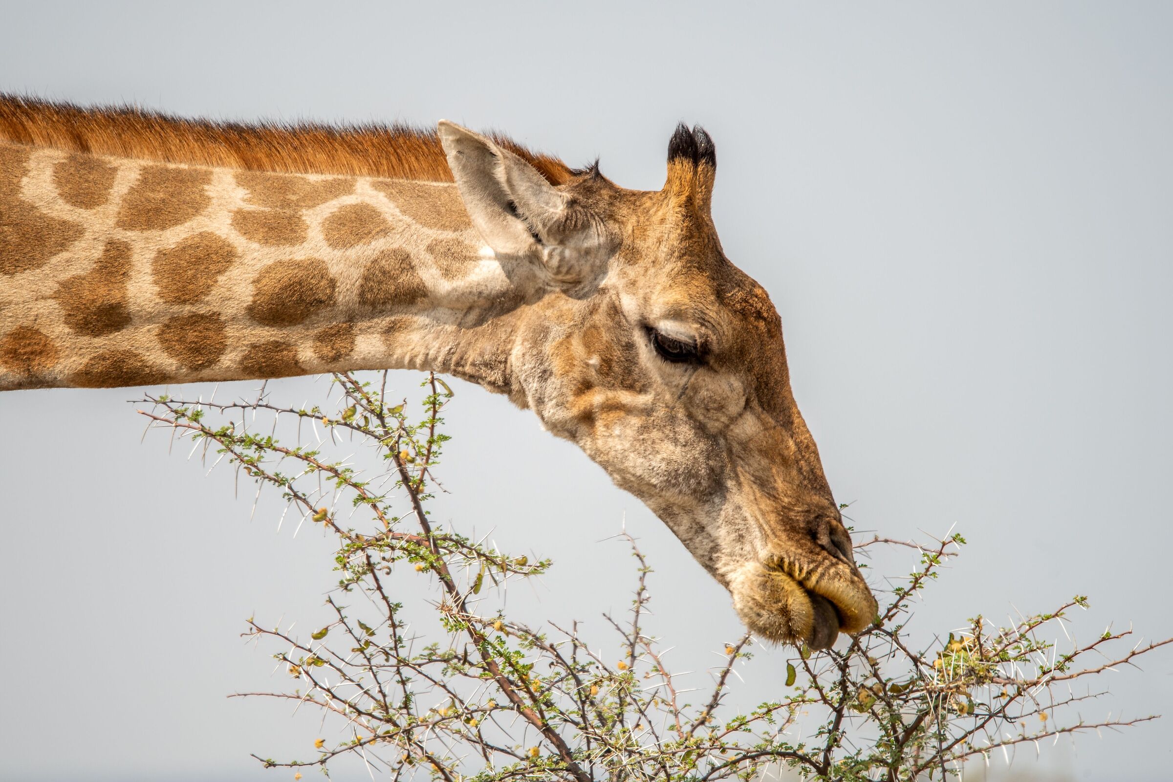 Giraffa al pascolo
