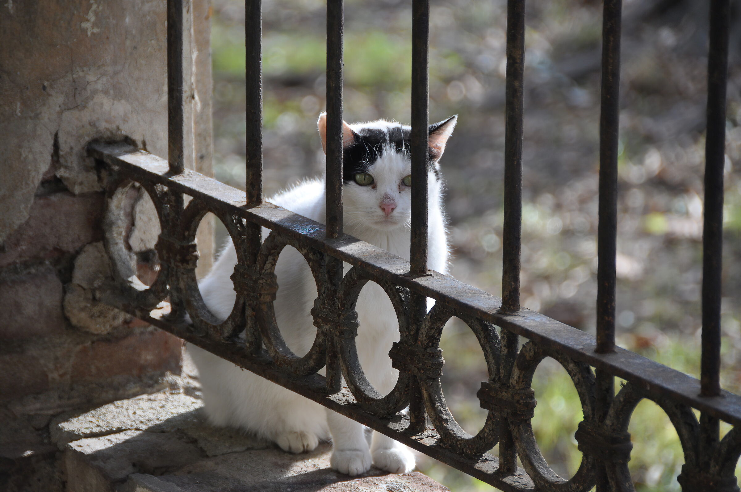 Among the strays of the Certosa di Collegno
