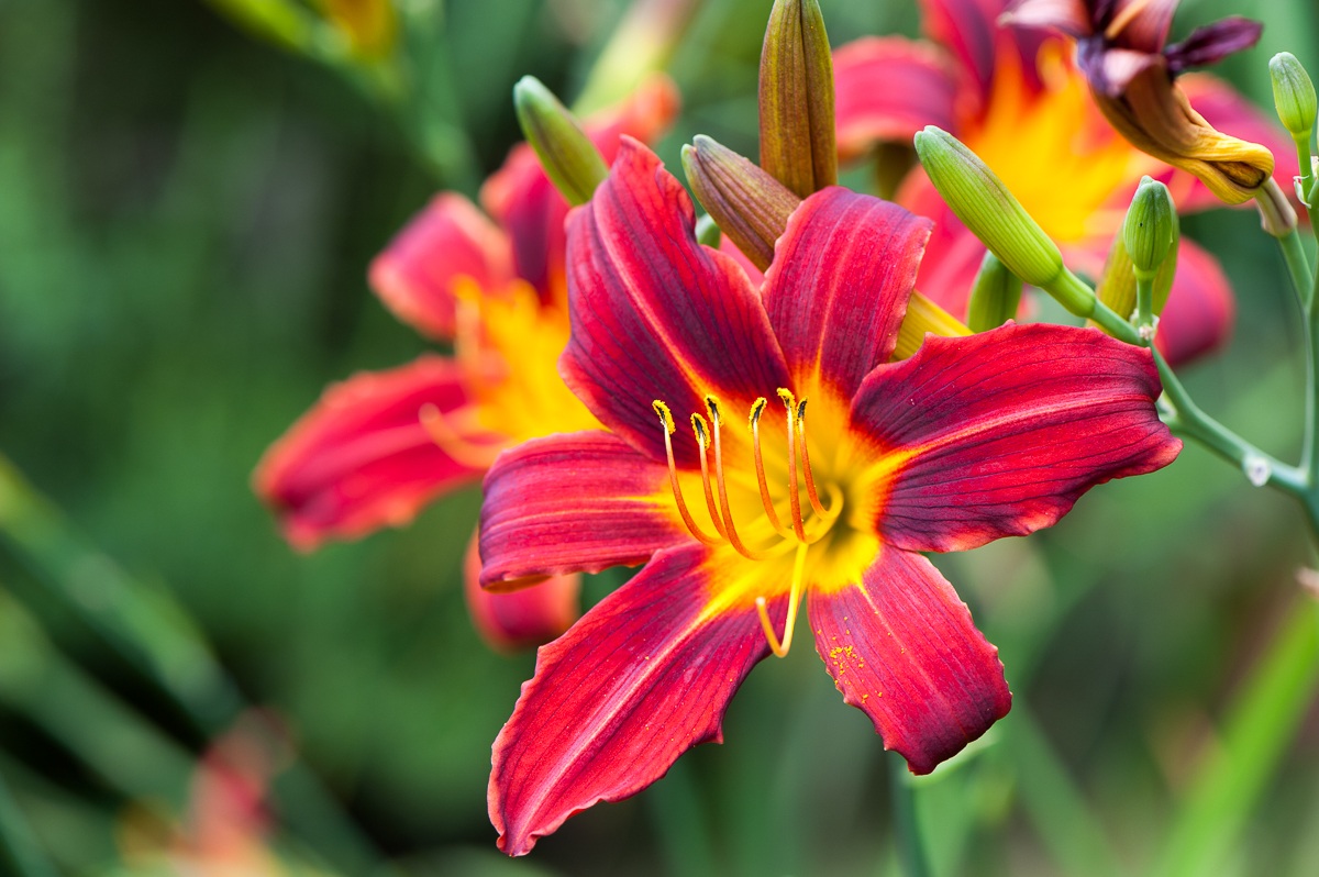 L'Estate nel mio giardino