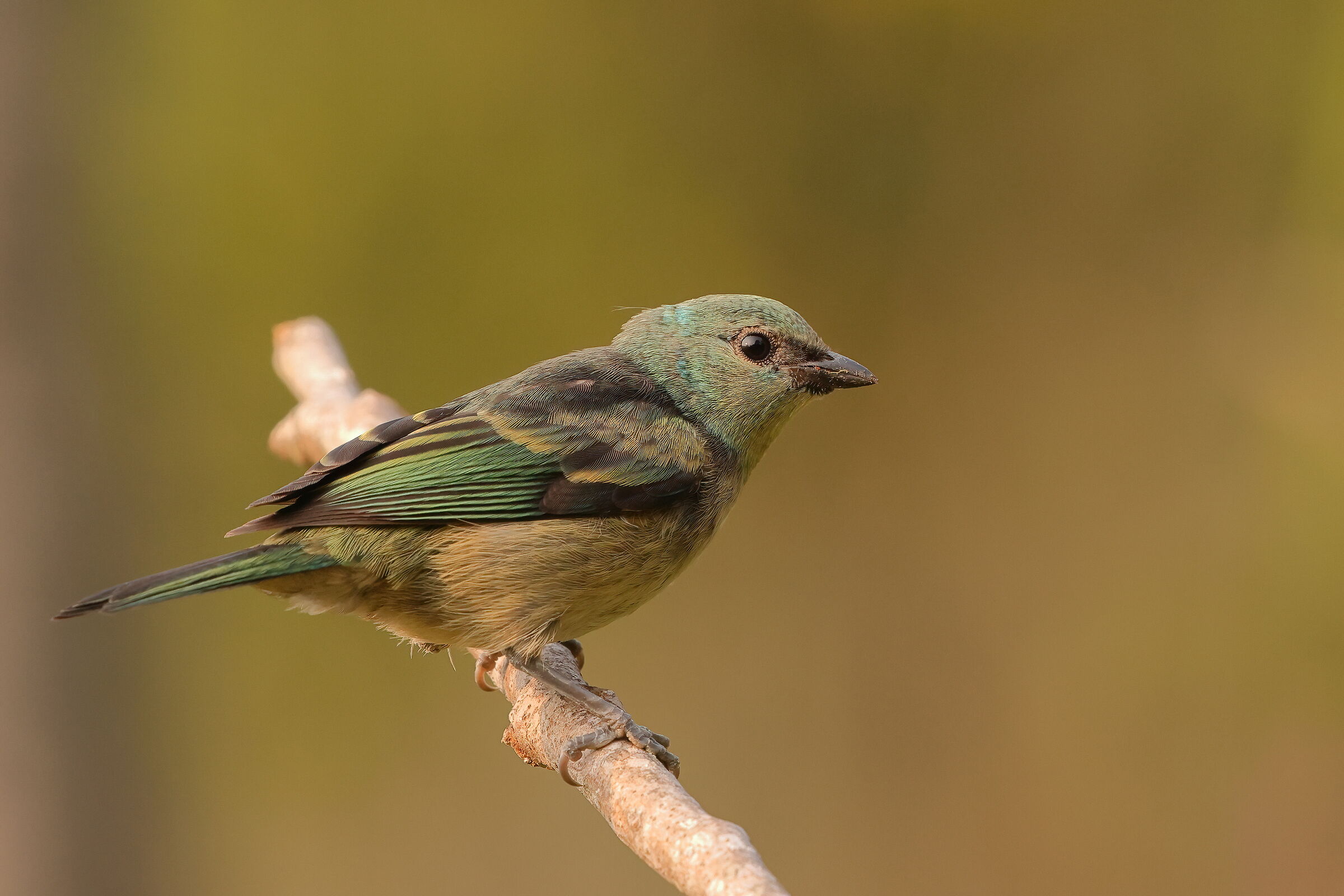 Tangara colloazzurro giovane