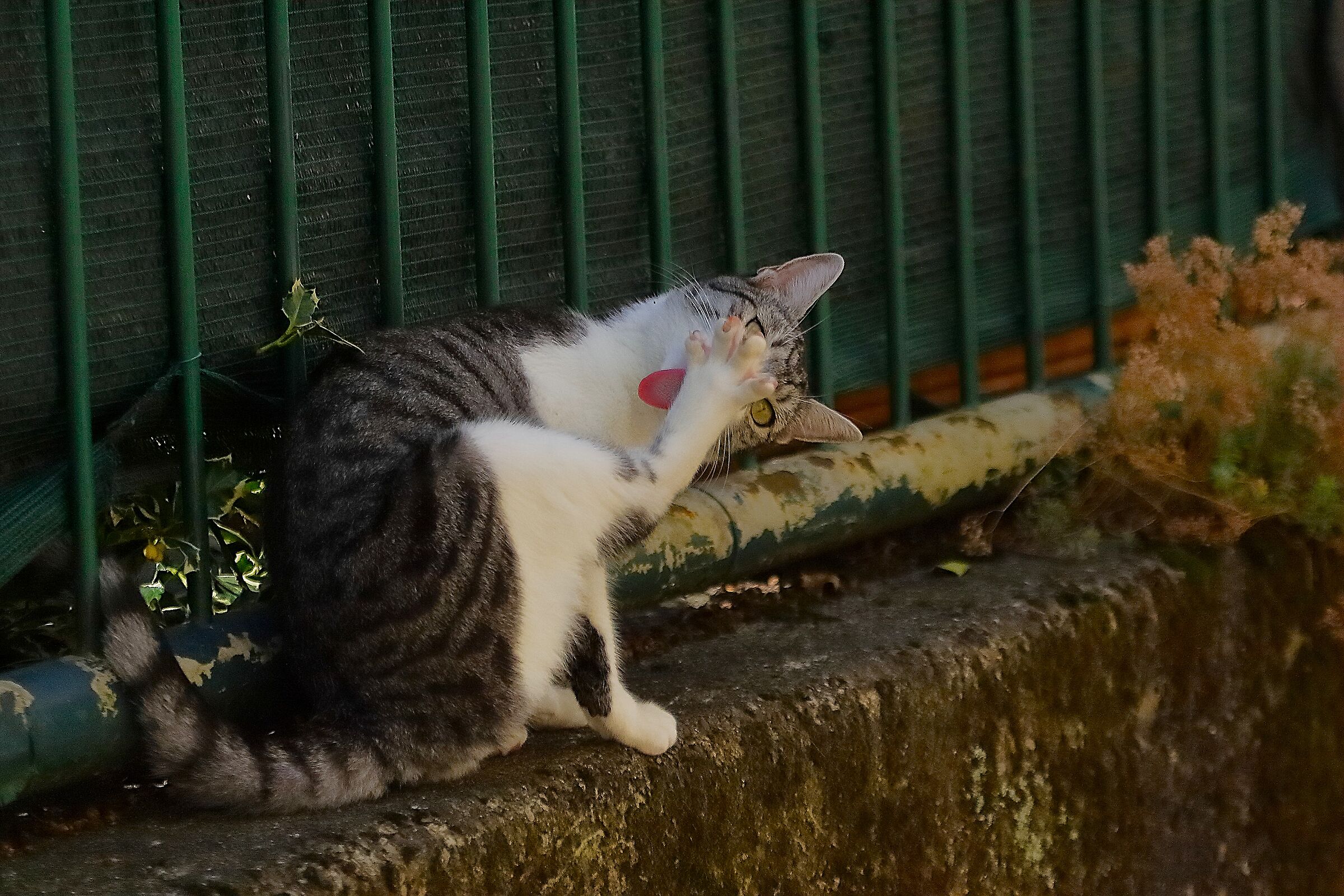 Kira 11 agosto 2024 - 9976