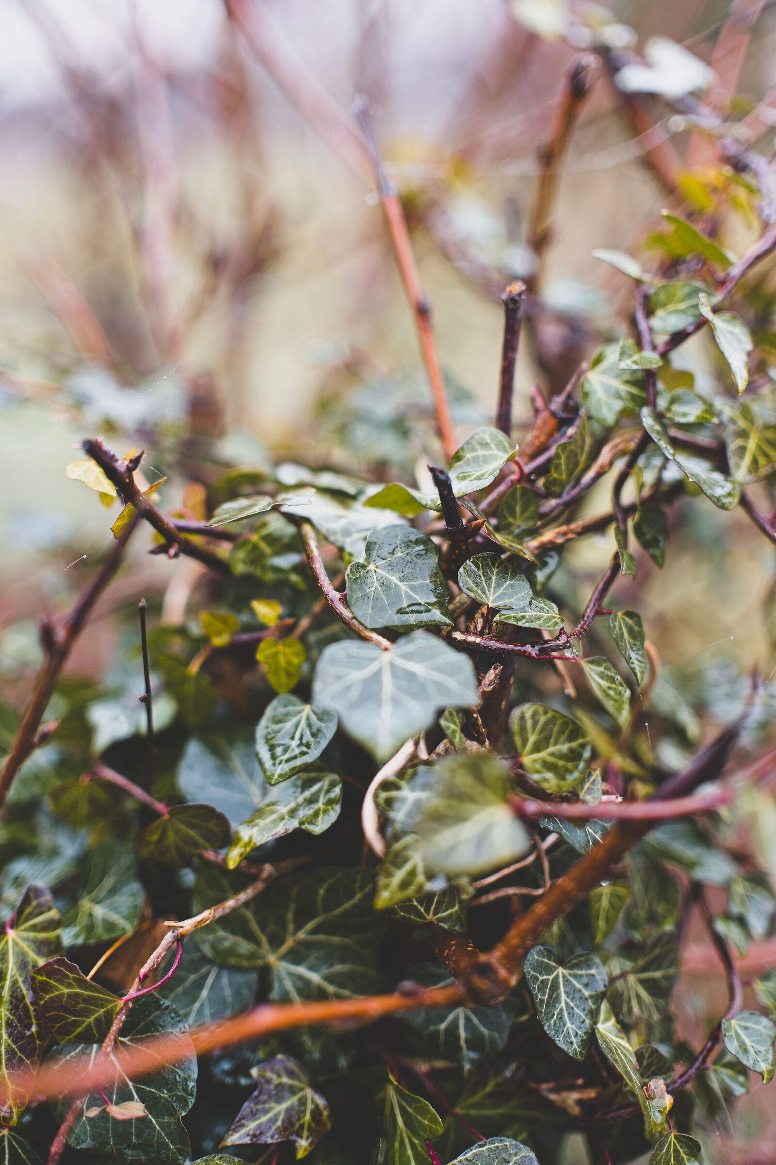 Ivy in winter