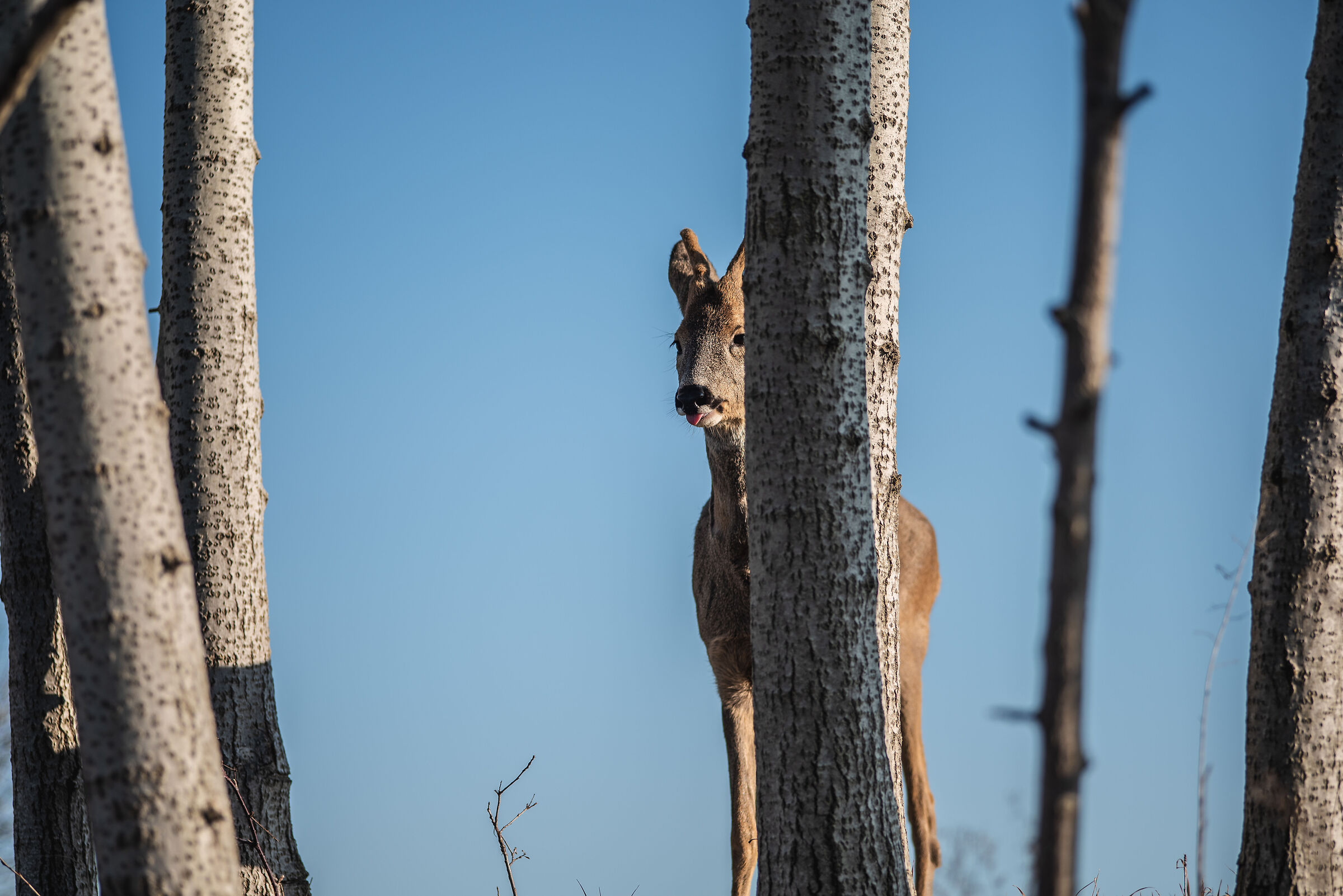 mischievous roe deer
