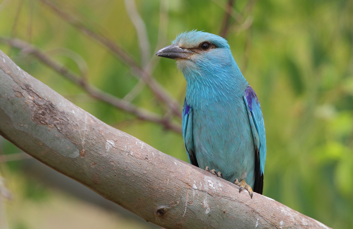 European Roller