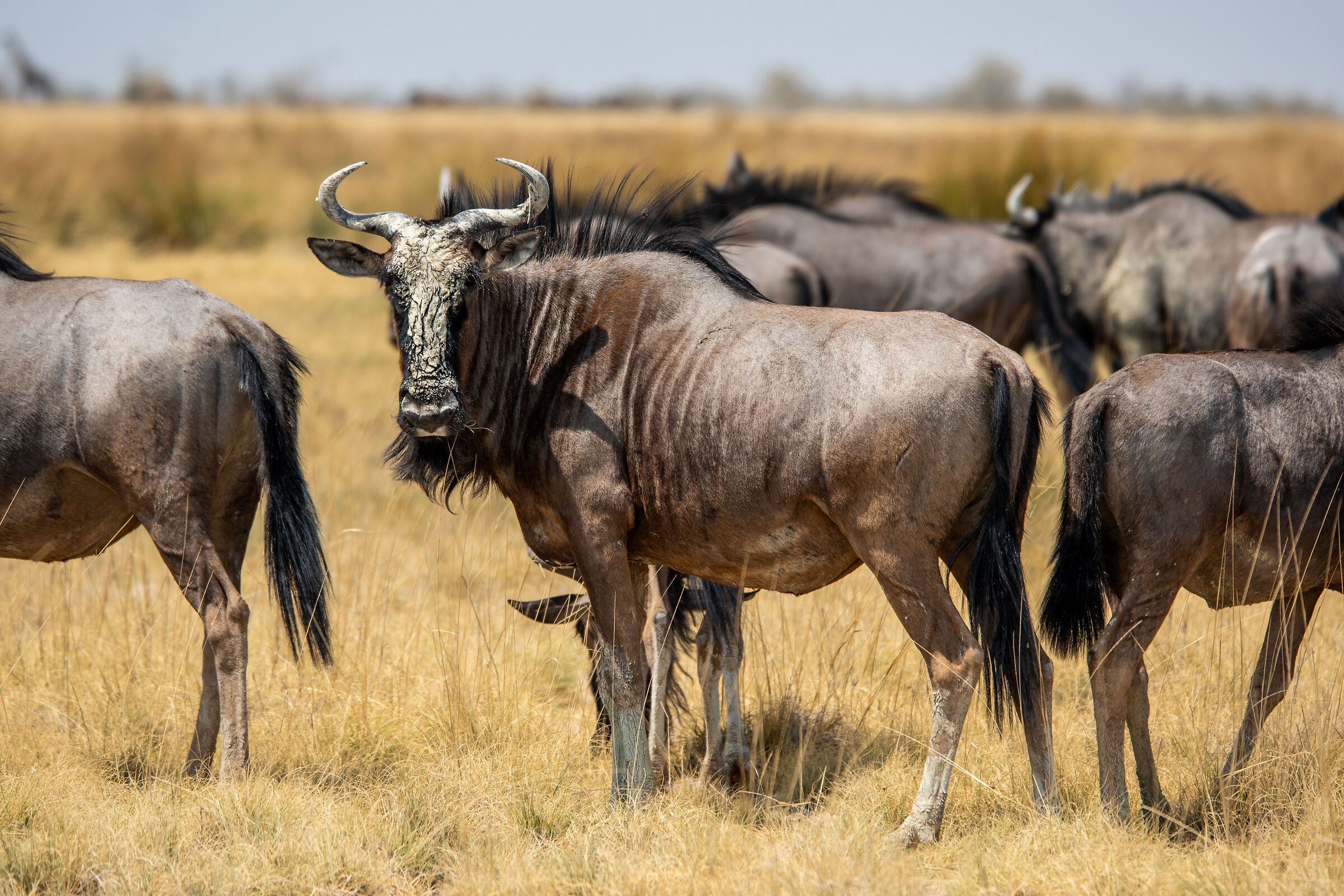 Gnu
