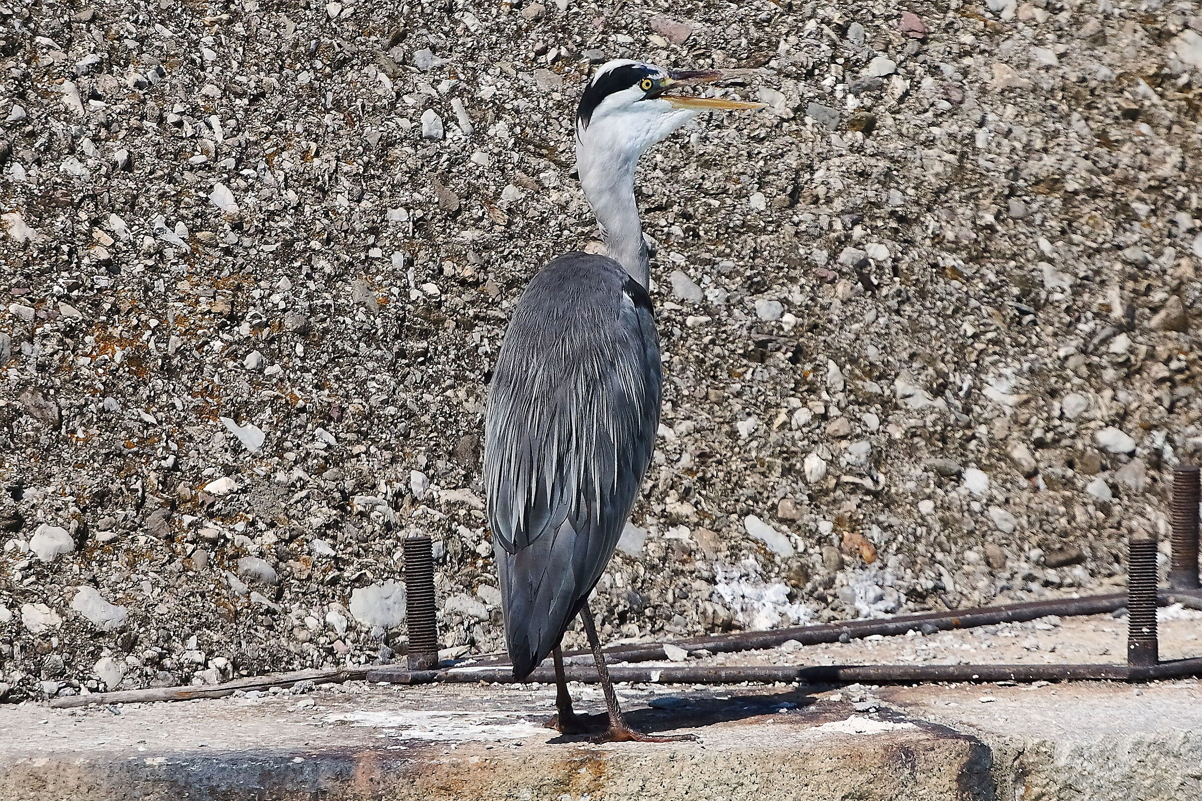 Cenerino 12 agosto 2024 - 9987