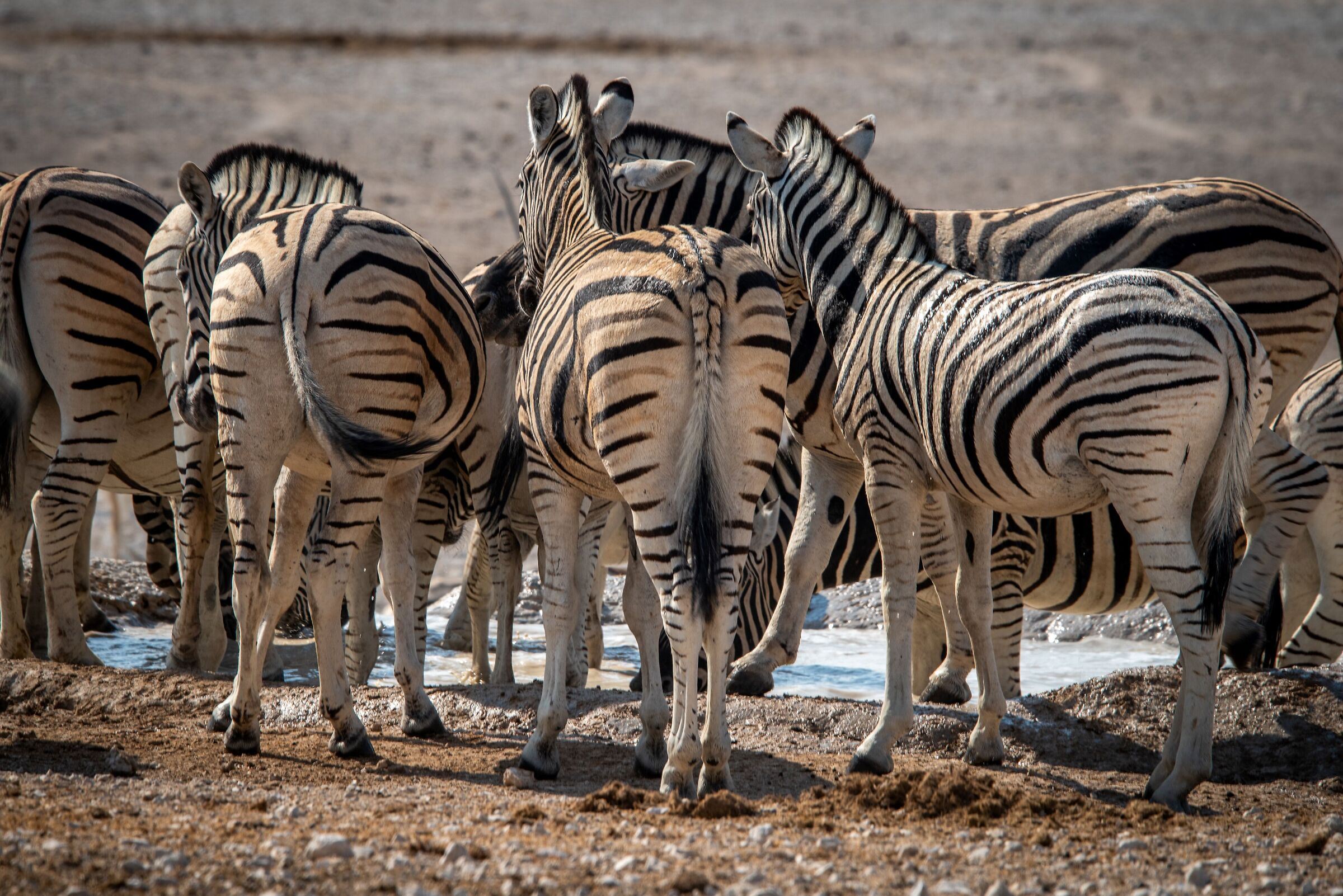 Zebre all'abbeverata