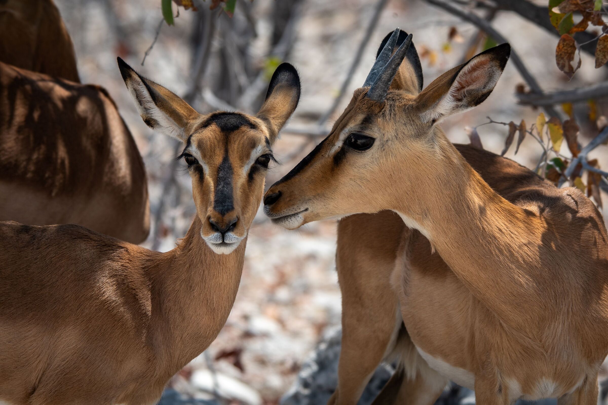 Impala