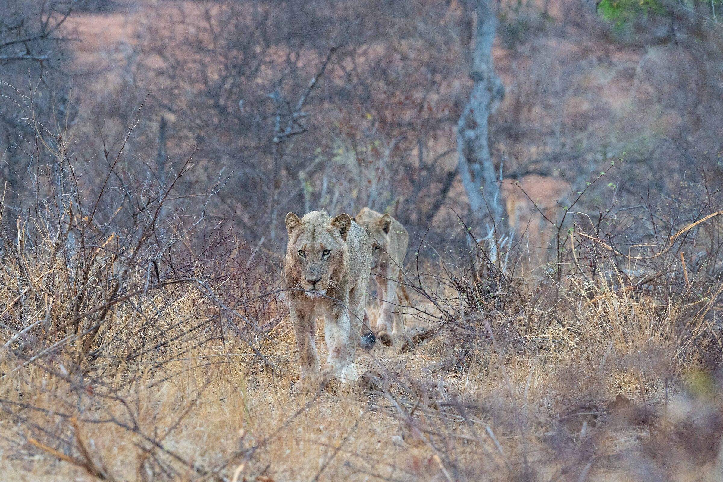 Lion Park Kruger