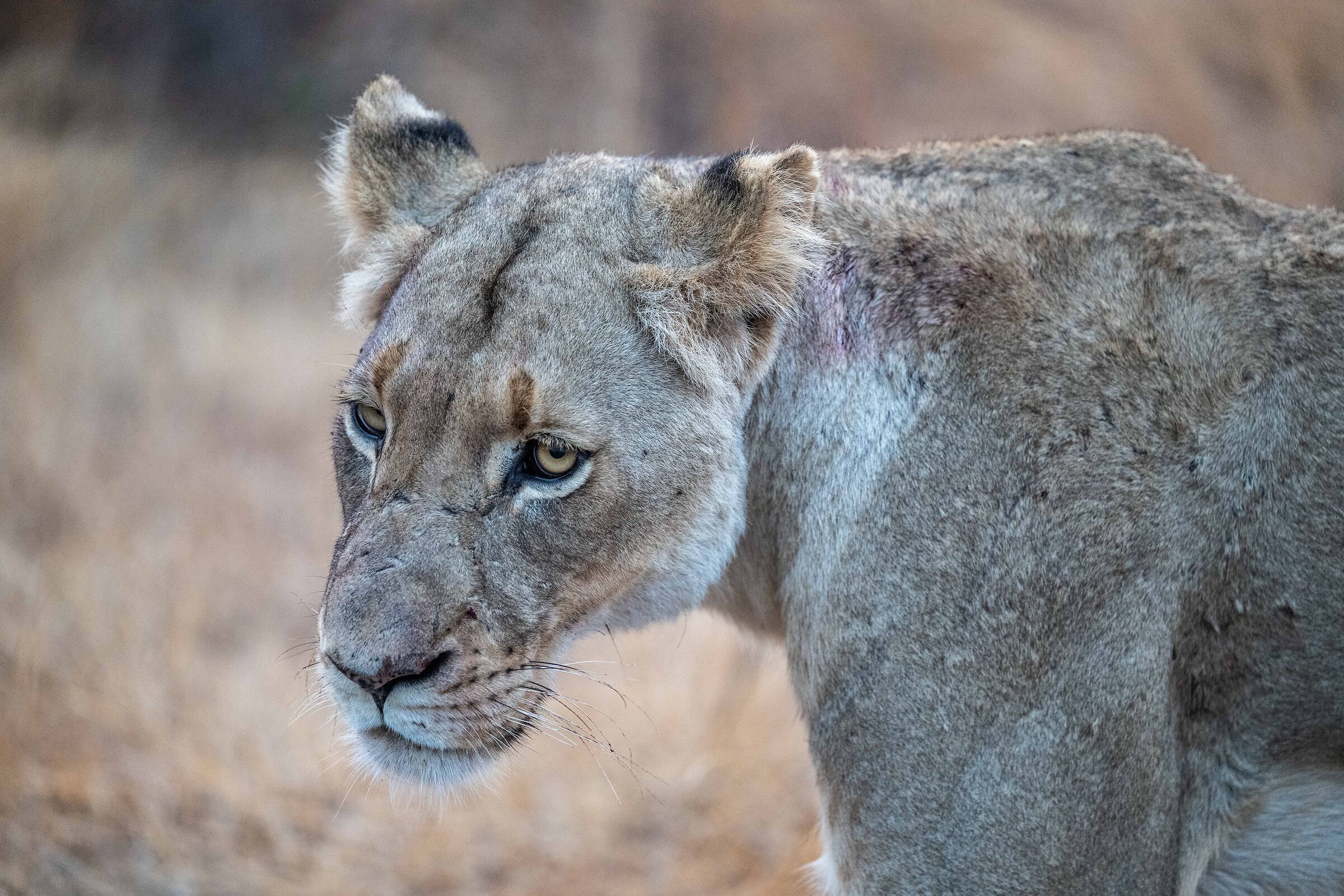 Lion Park Kruger