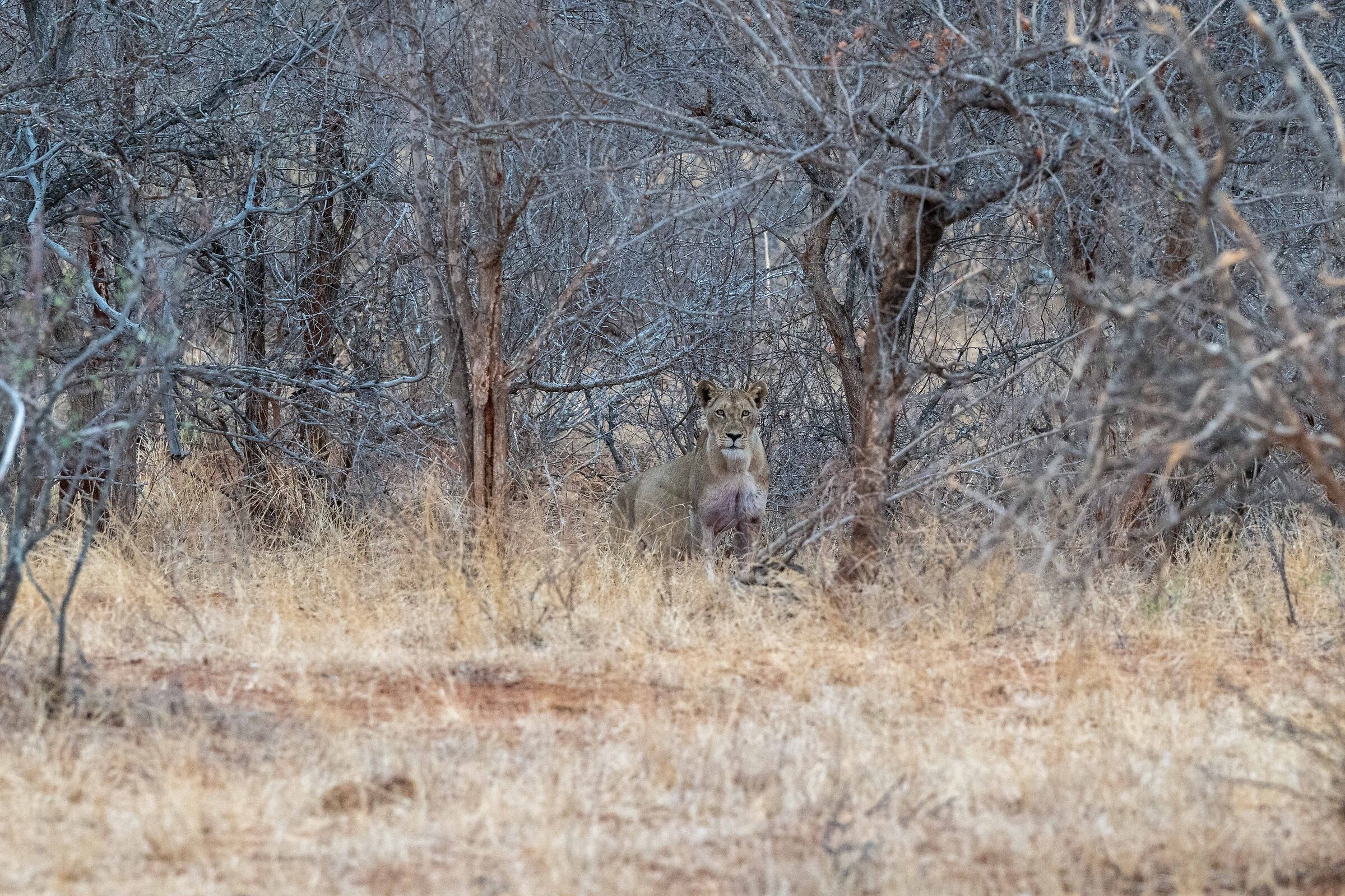 Lion Park Kruger