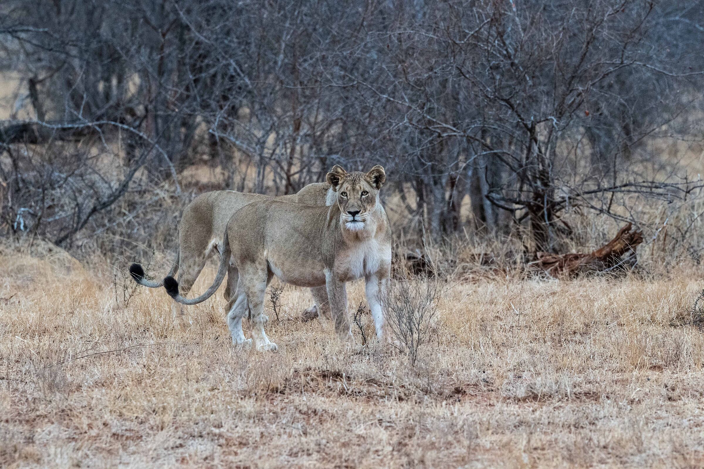 Lions Park Kruger South Africa