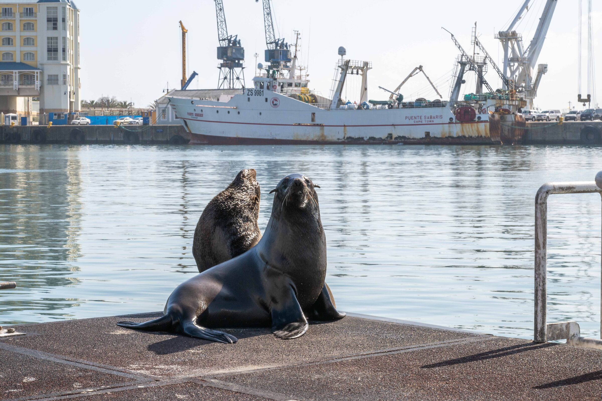 Sea Lions Cape Town