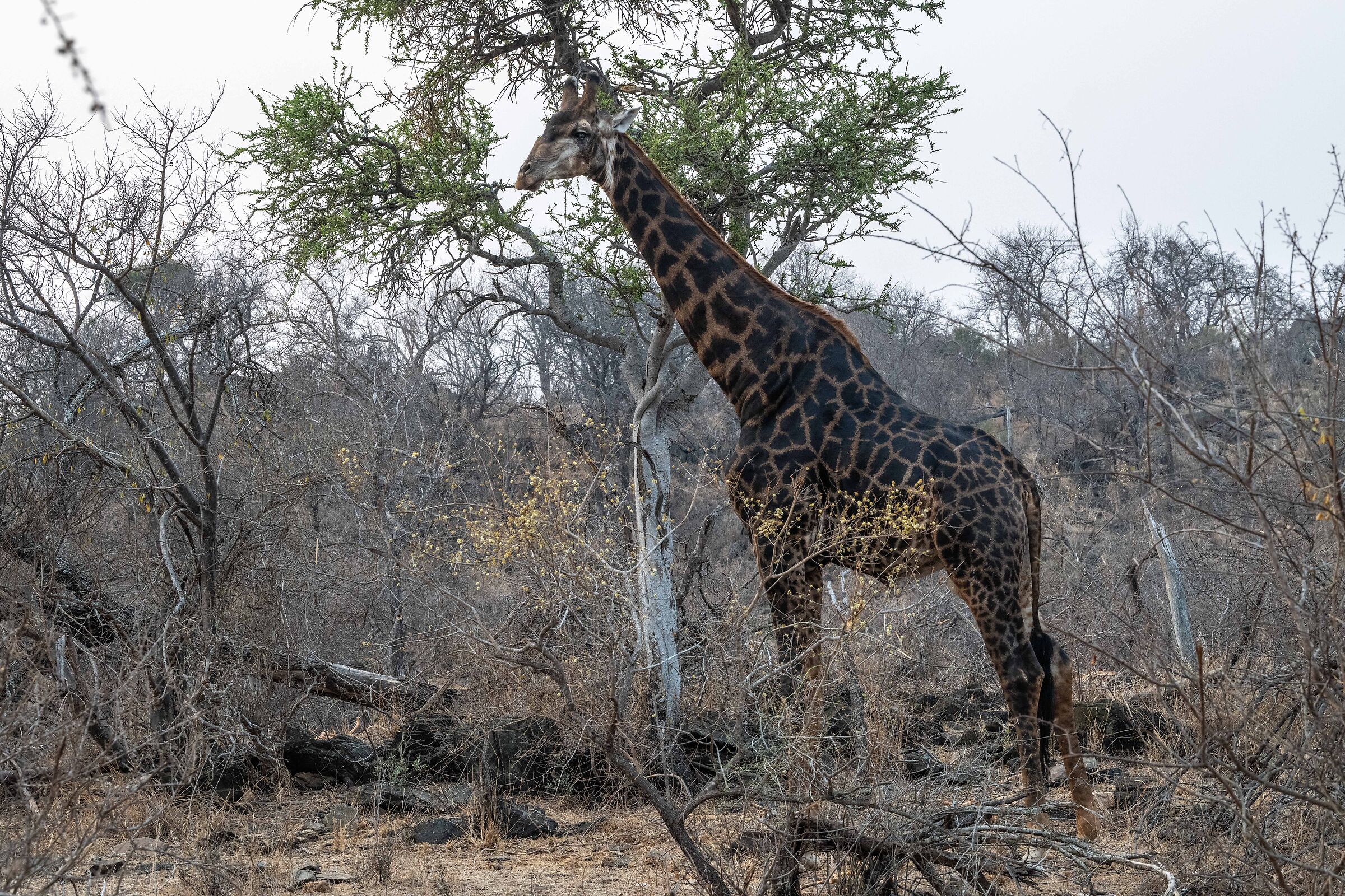 Giraffe Park Kruger South Africa