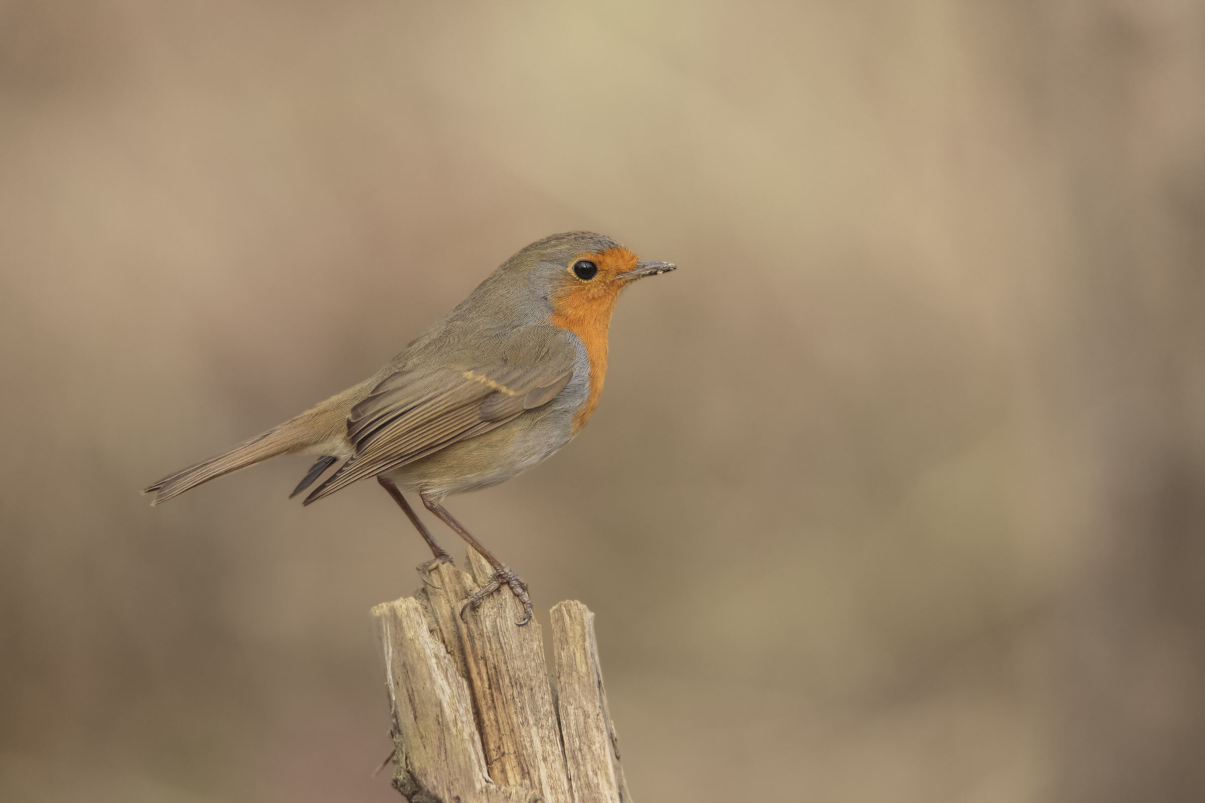 Elegant Robin