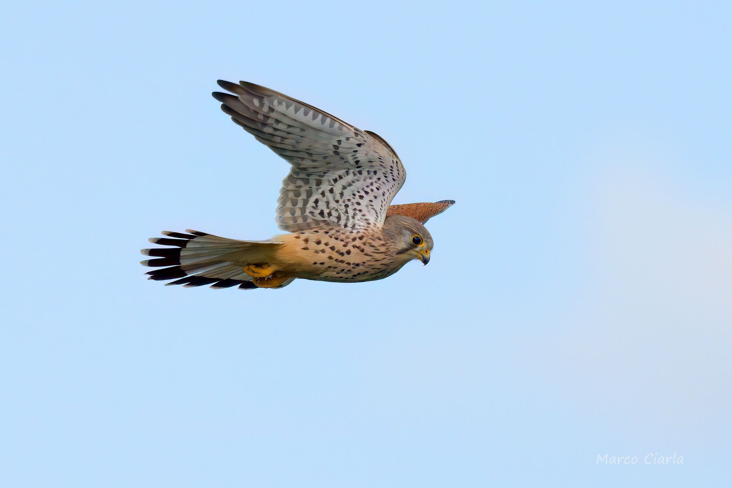 Kestrel (Falco tinnunculus)