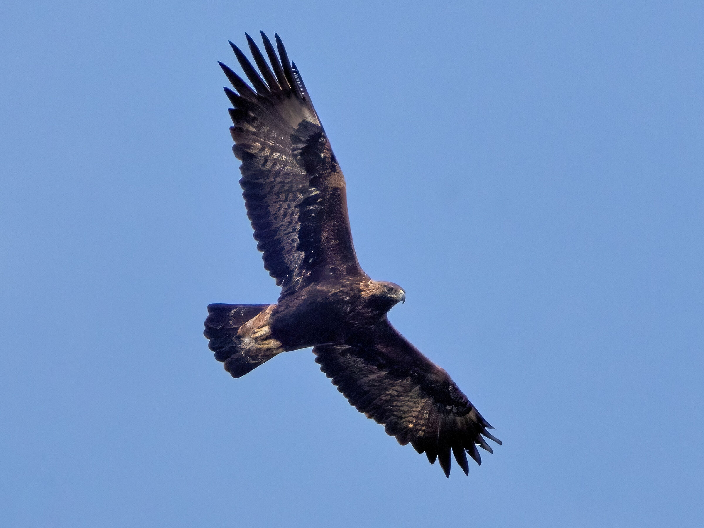 Golden Eagle (Aquila chrysaetos)