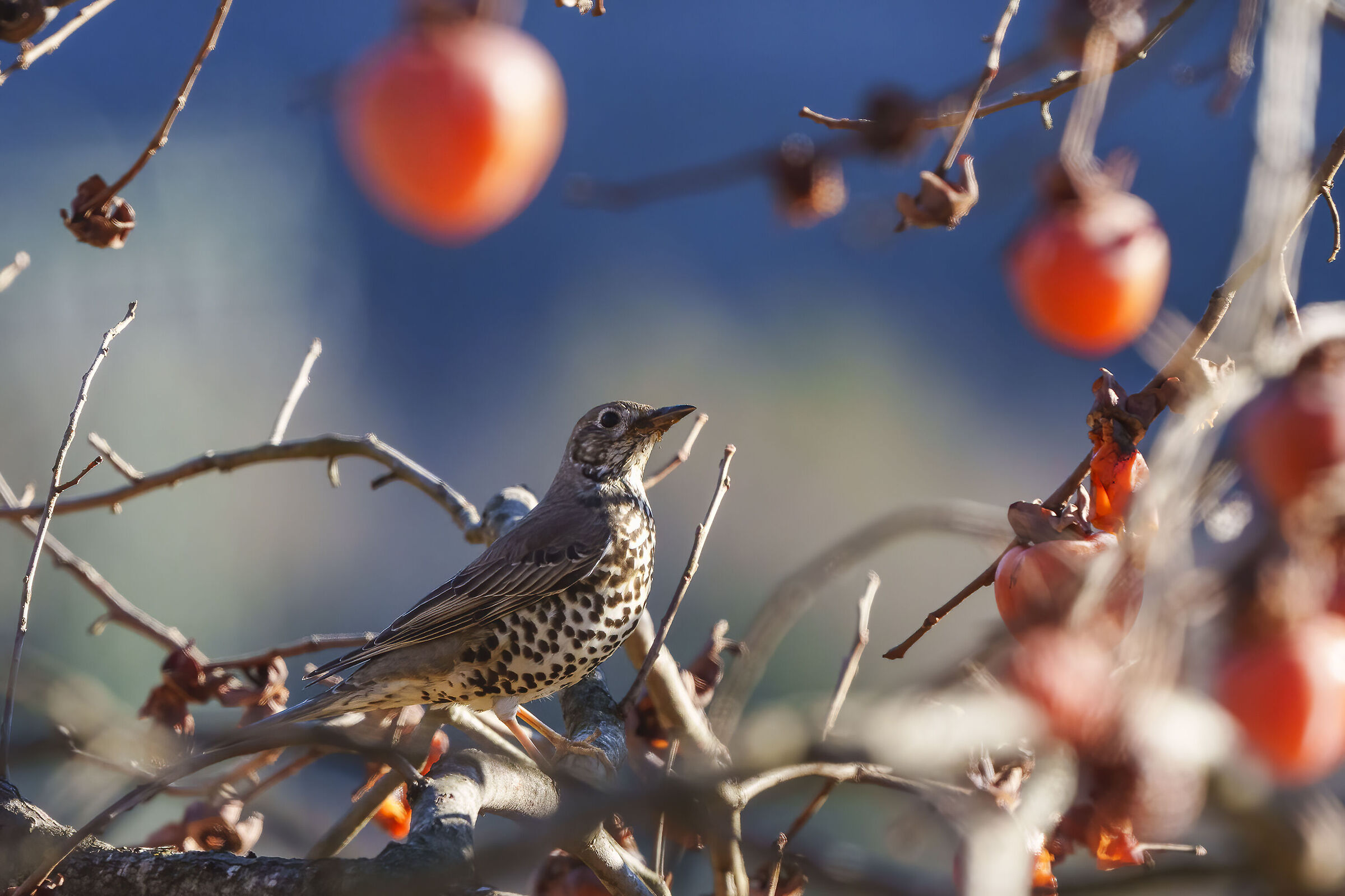 Tordo cesena fra i cachi