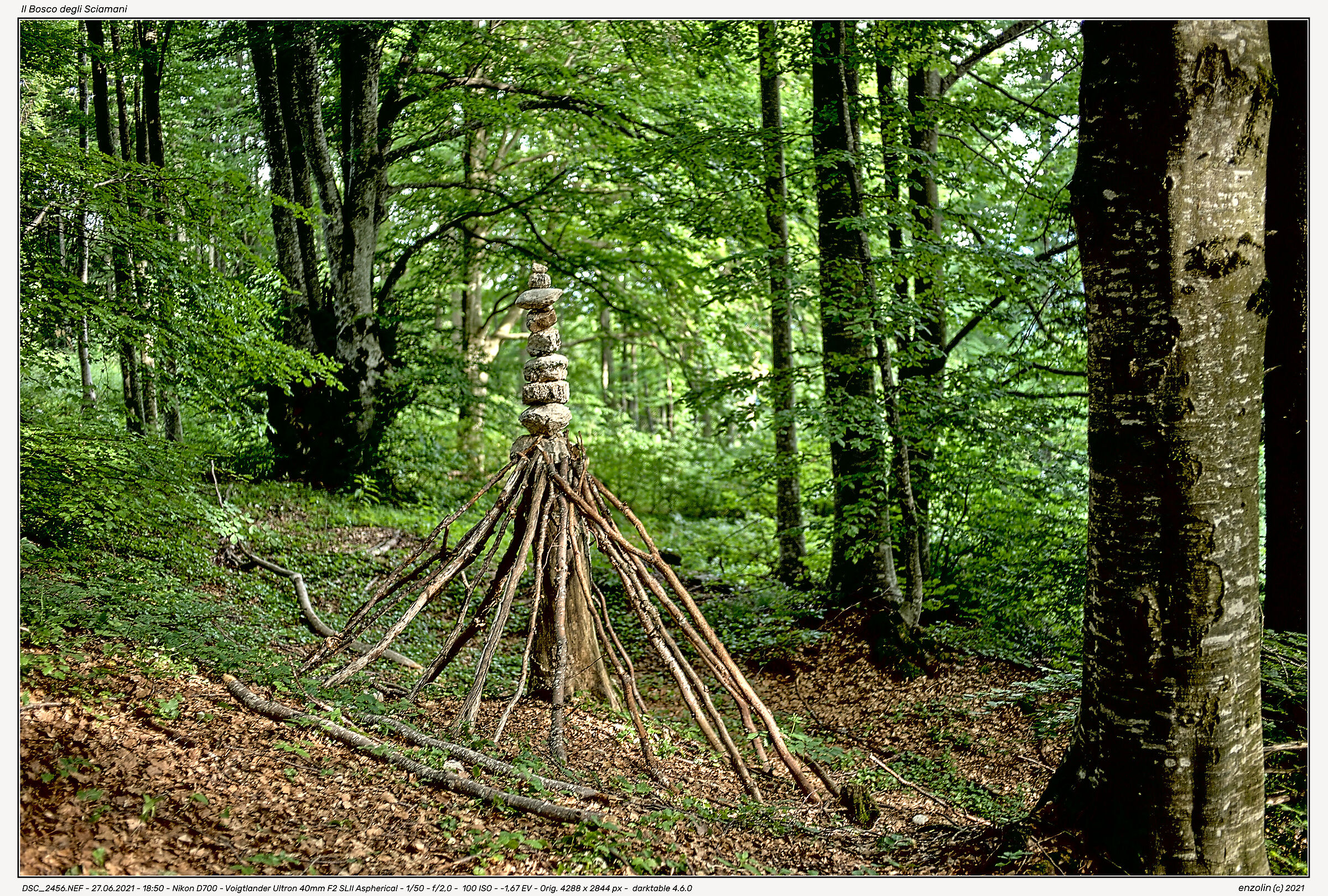 the Shamans' Forest