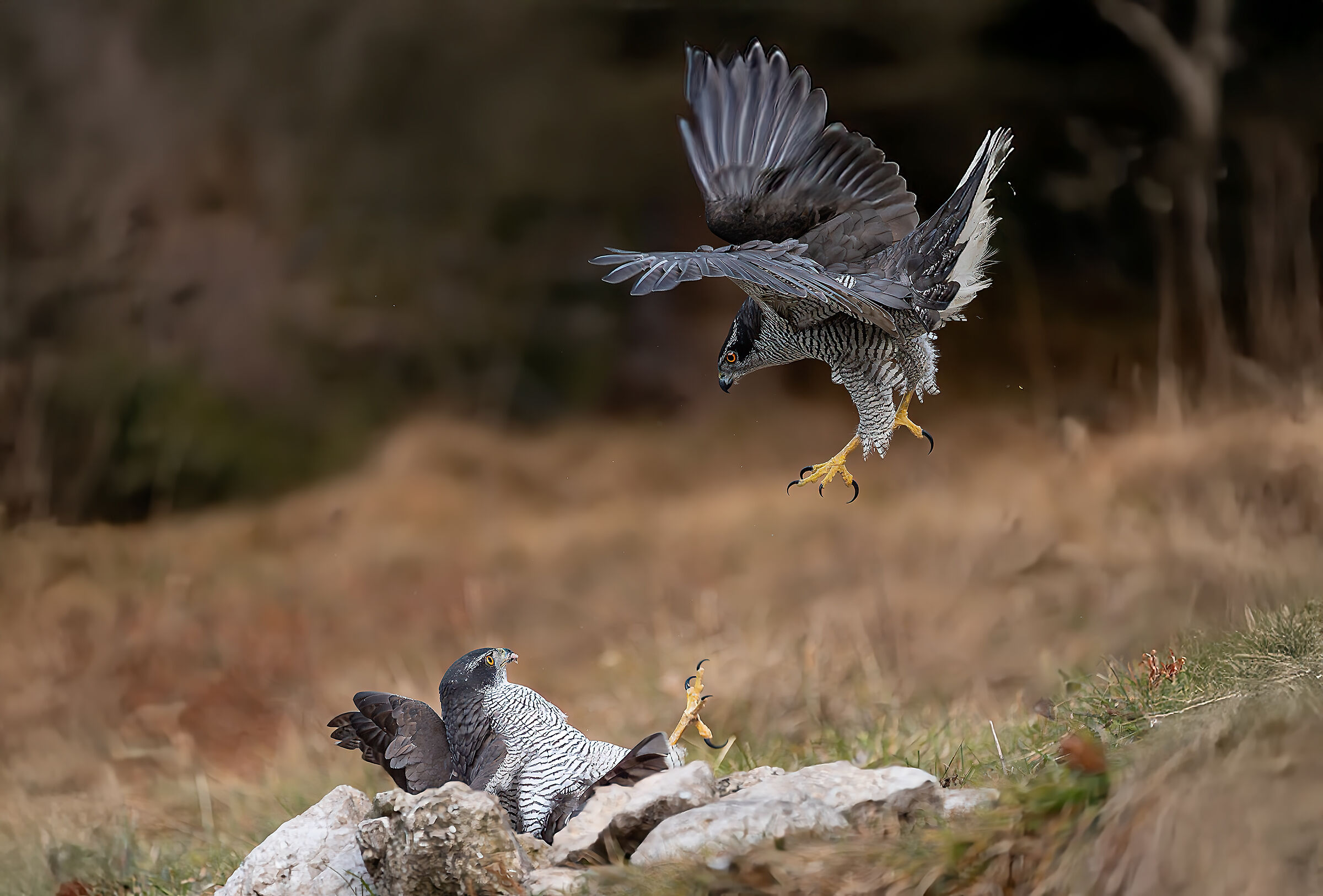 Astore II° attacco dall'alto