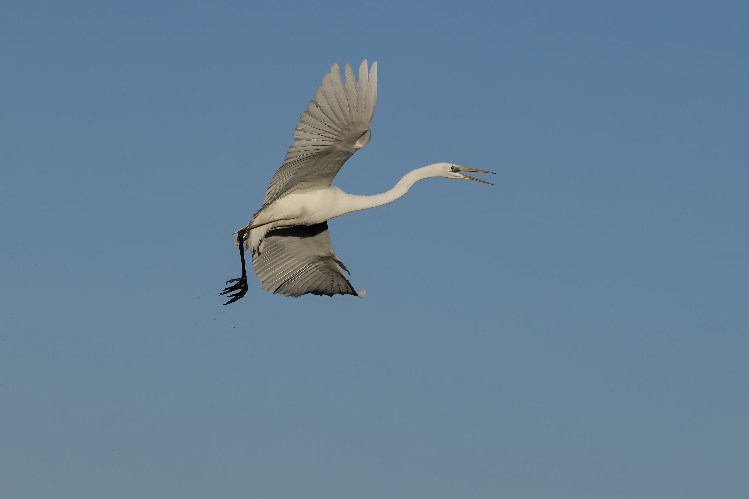 White Heron in flight