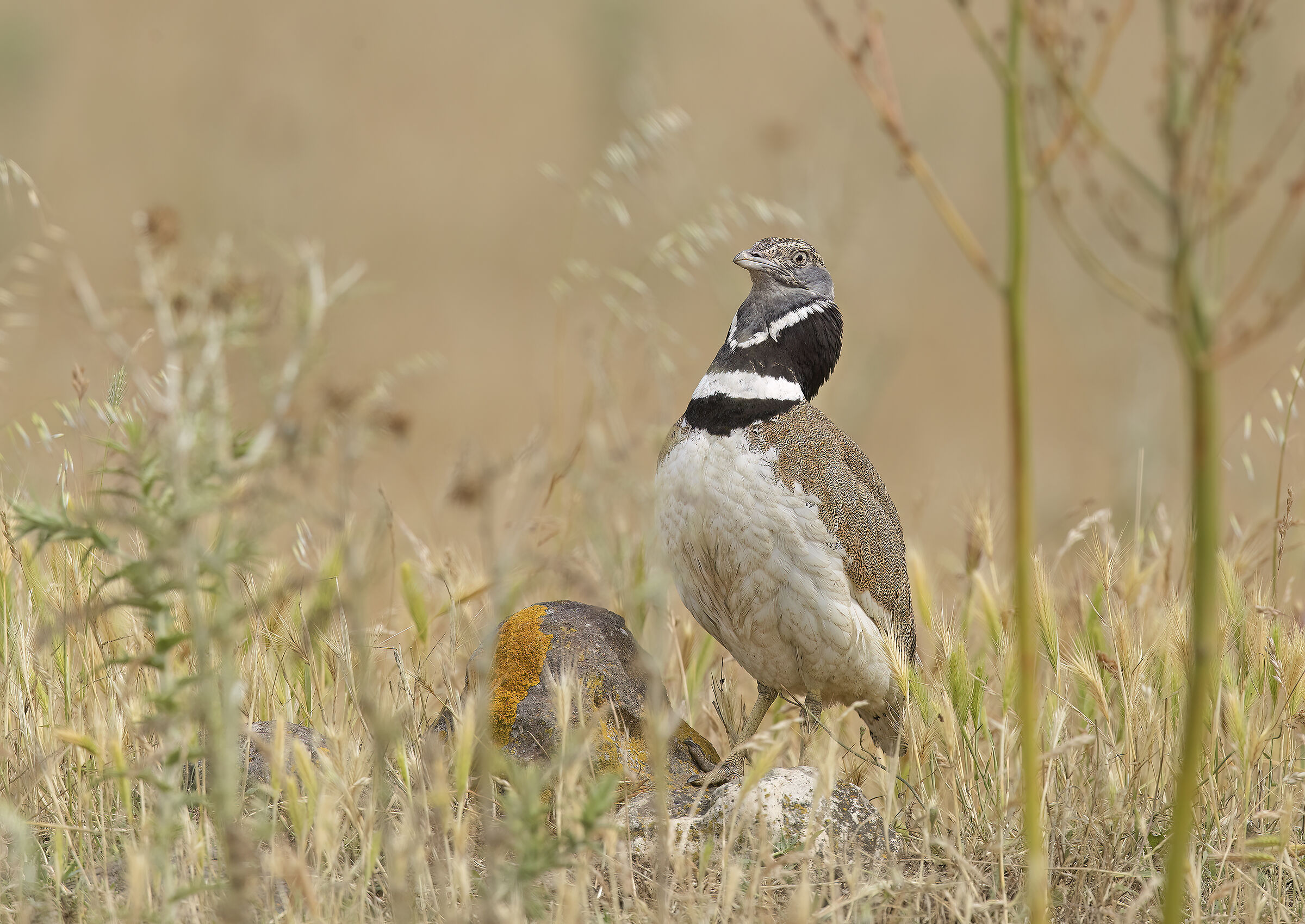 gallina prataiola (tetrax tetrax)