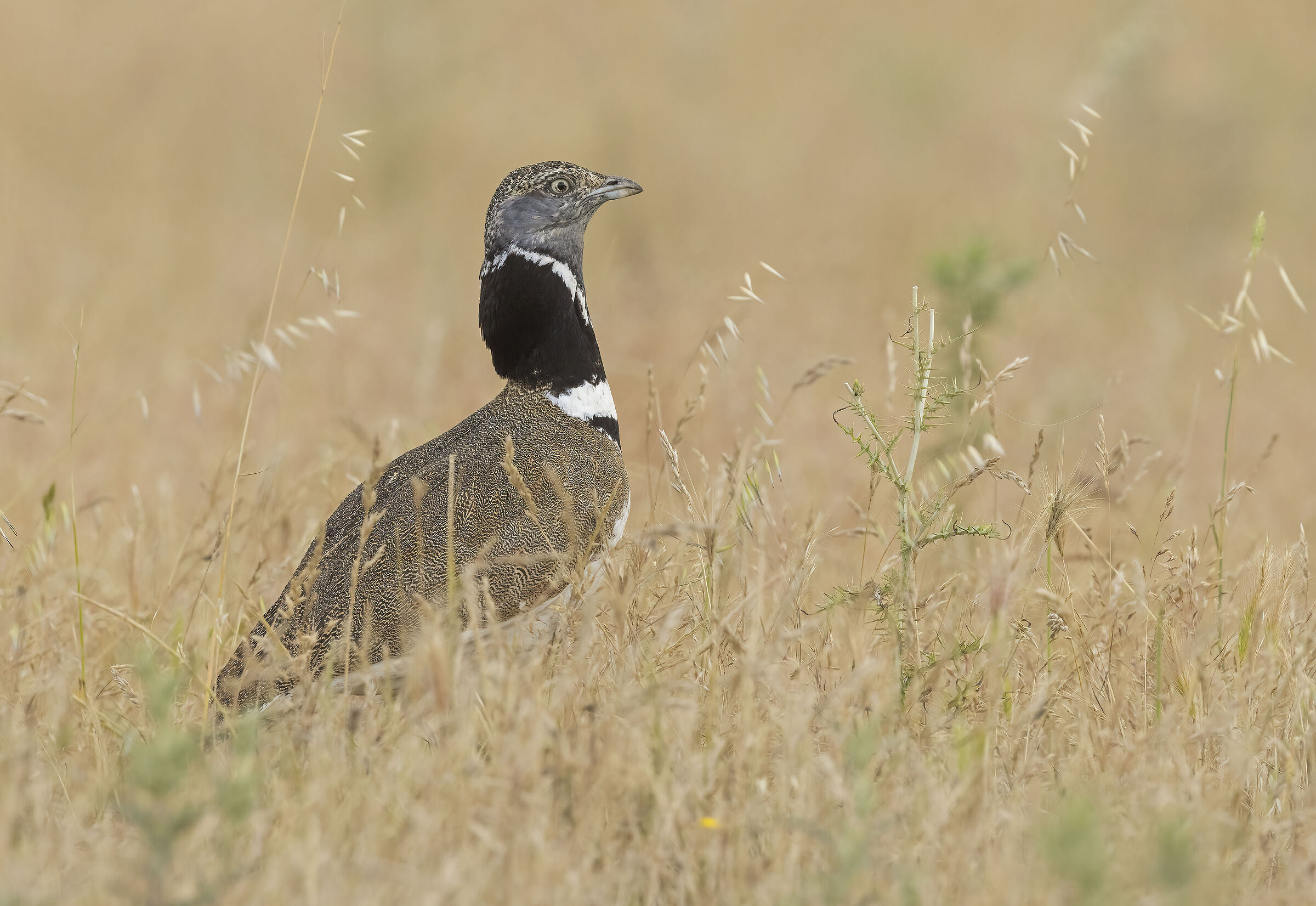 gallina prataiola (tetrax tetrax)
