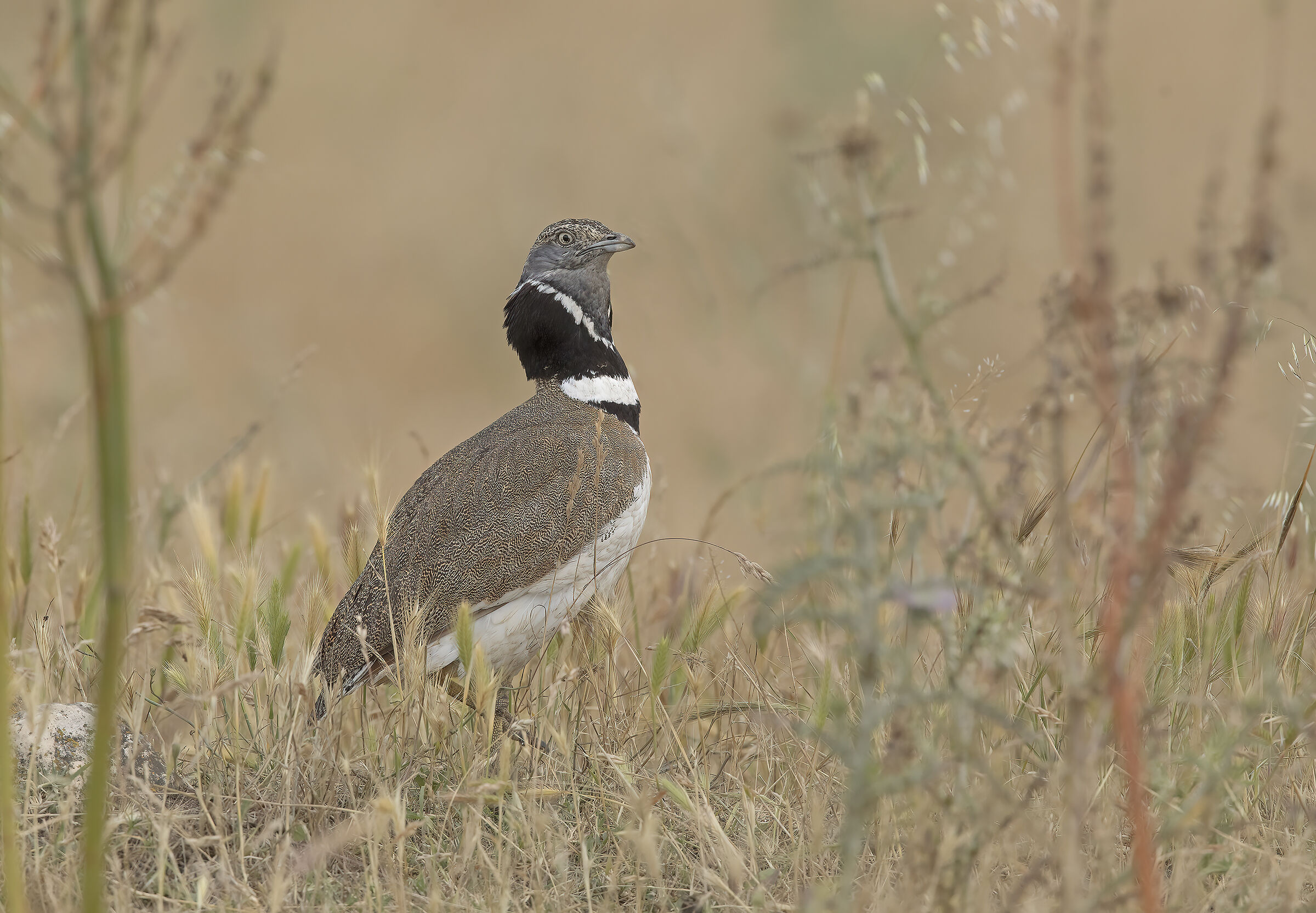 gallina prataiola (tetrax tetrax)