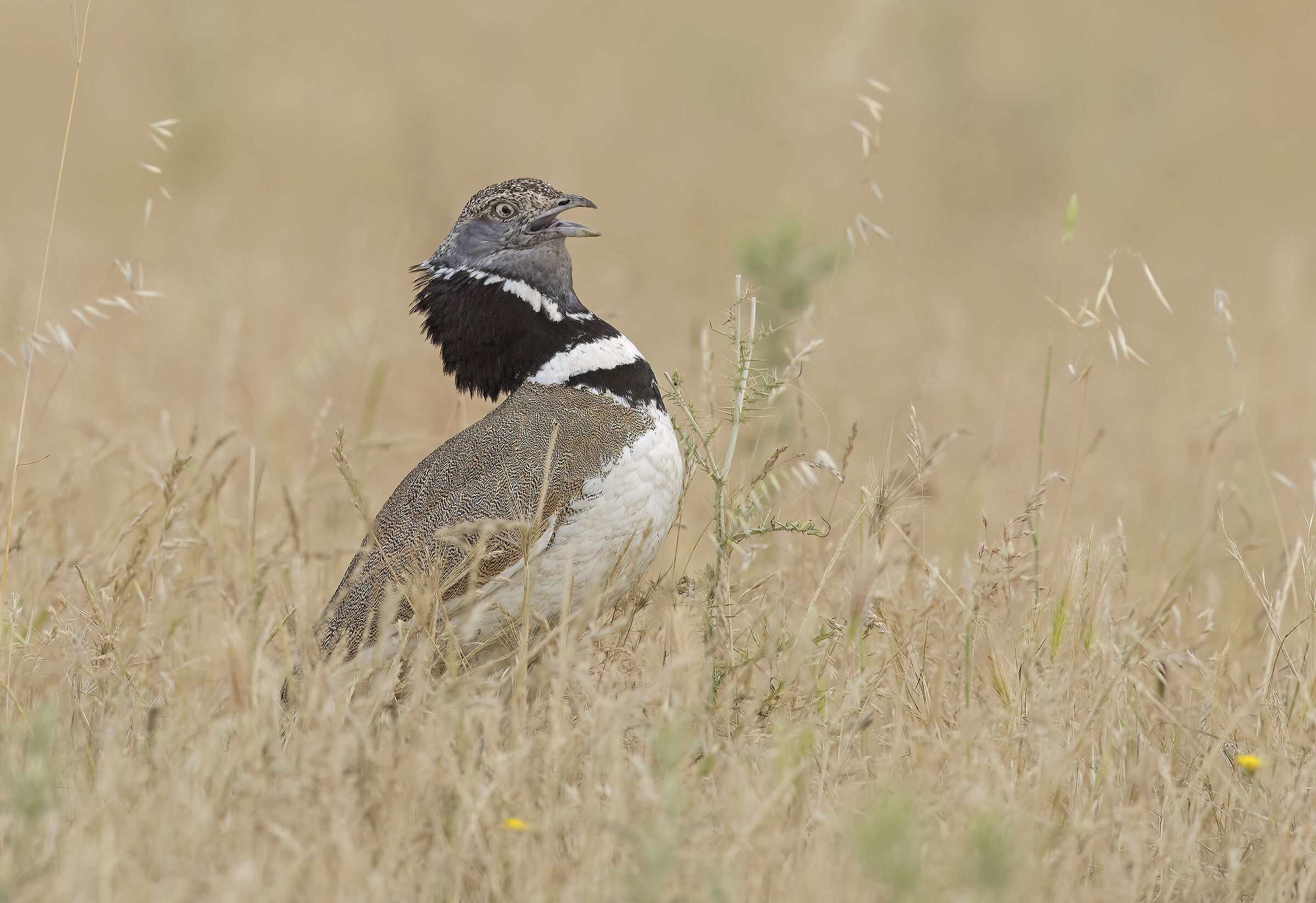 gallina prataiola (tetrax tetrax)