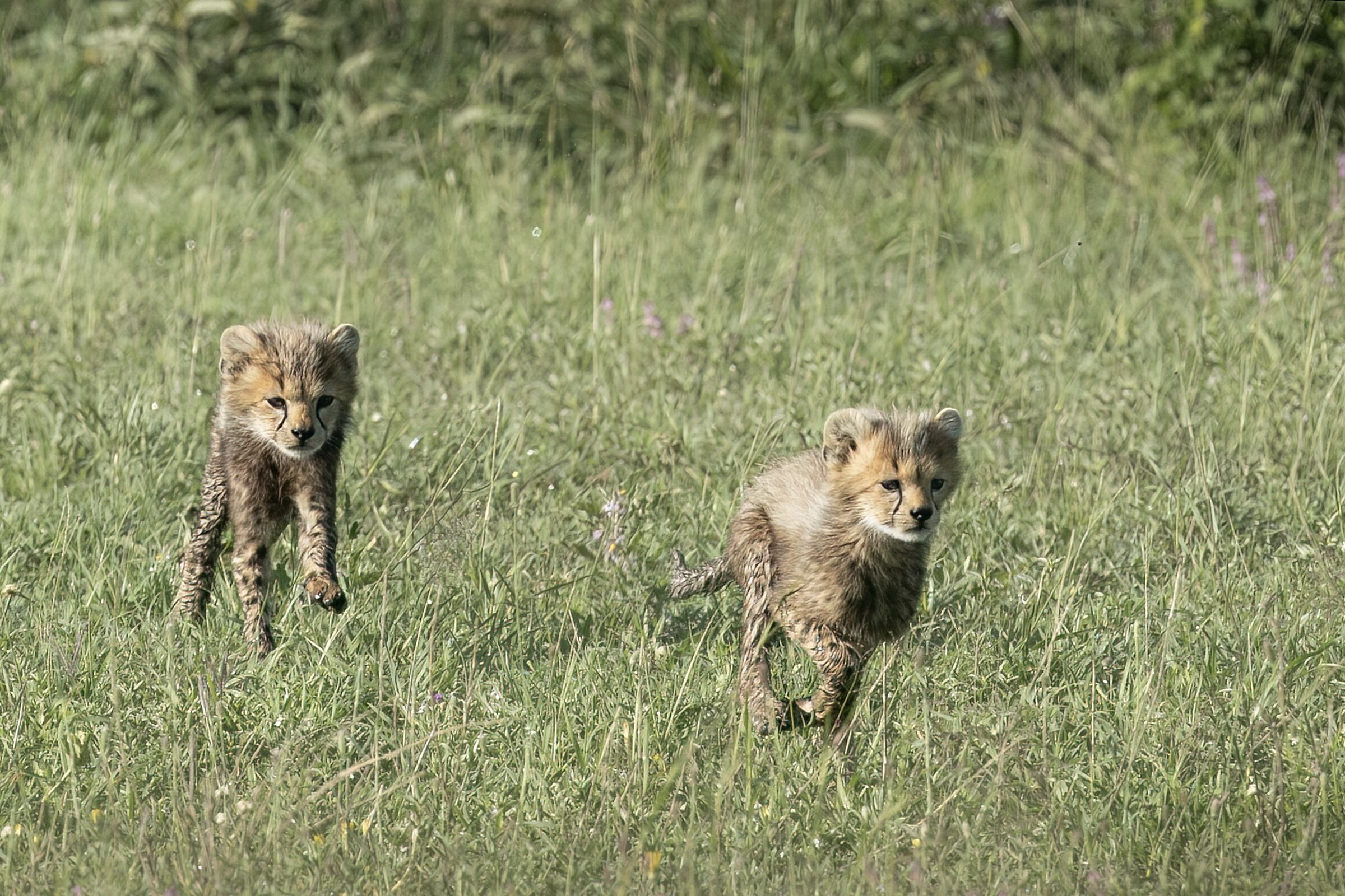 Running to mom